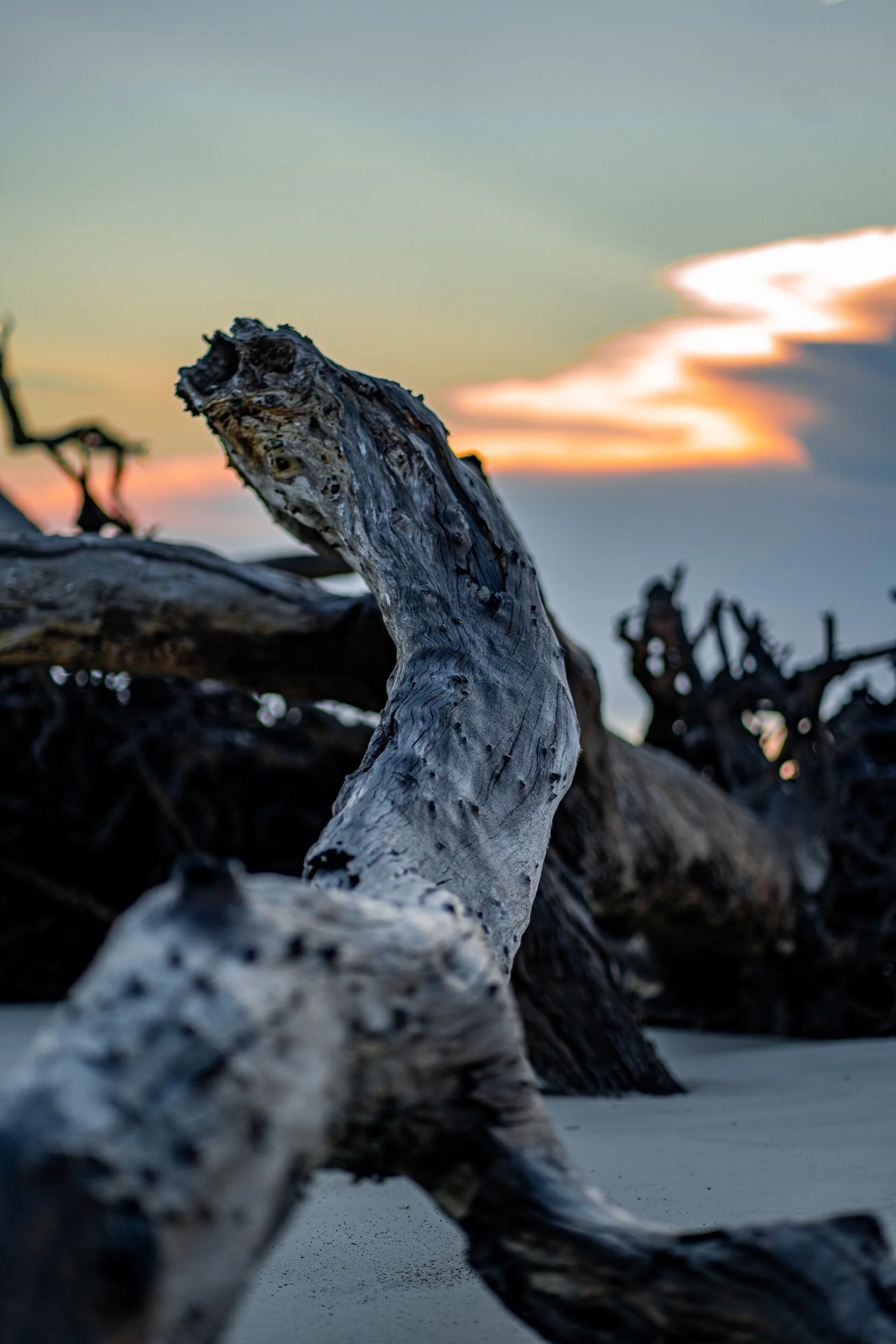 Driftwood Beach