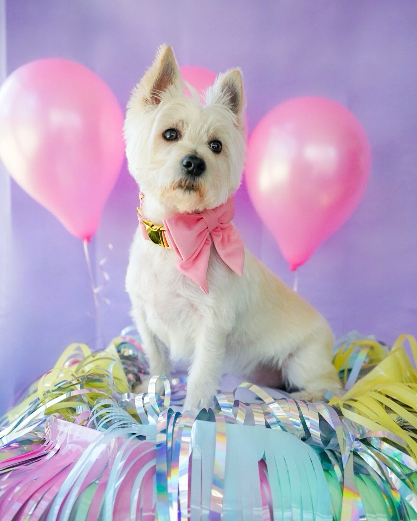 Happy 3rd Birthday to my Pisces Puppy, Fiona Faye!

#petsofinstagram #petsbringustogether #westiesofinstagram #westie #westhighlandwhiteterrier #puppies #puppy #puppiesofinstagram #puppygram #puppyphotography #petphotography #pets #petportrait #petst