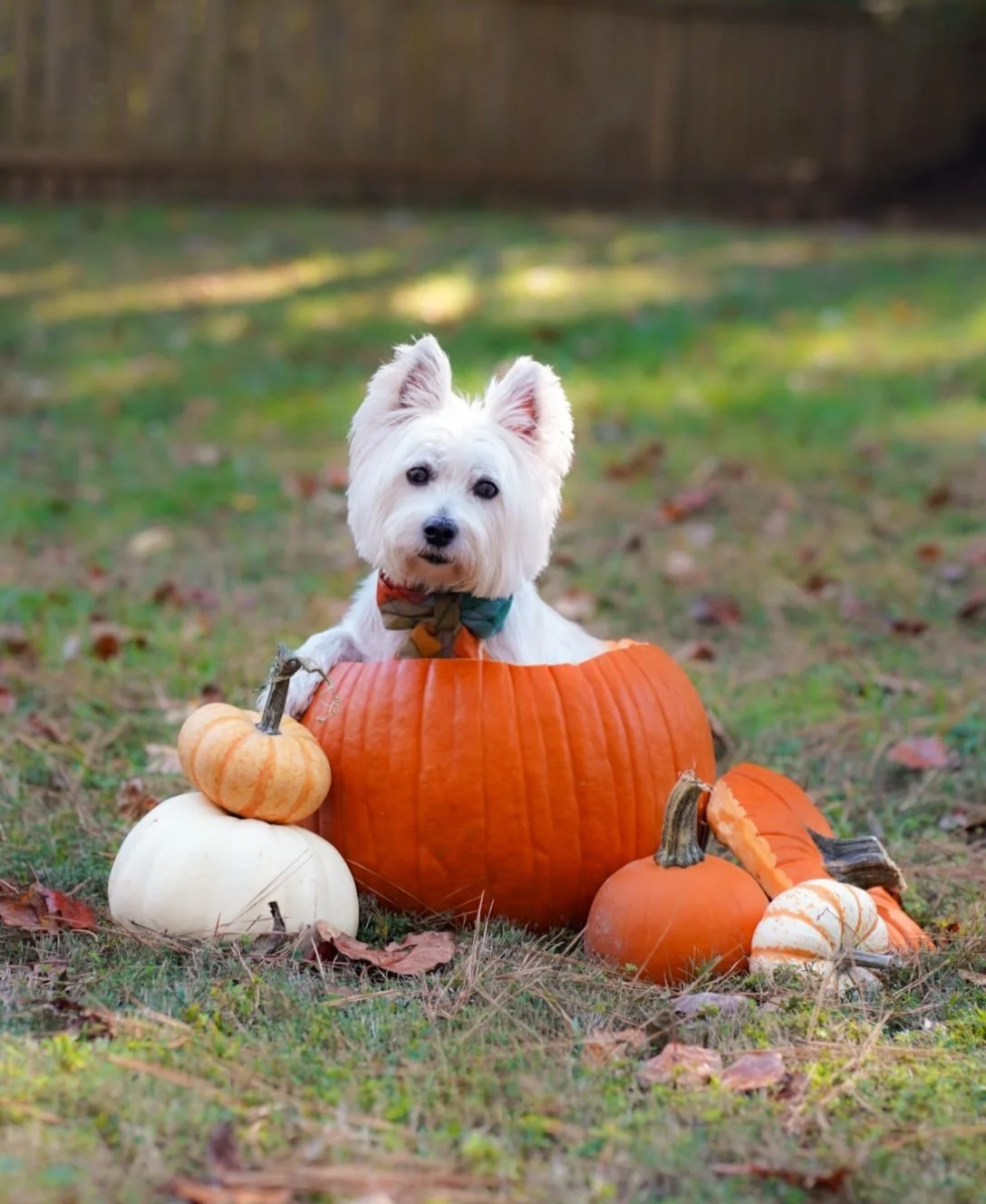 🎃 A Pumpkin for Pumpkin! 🐾

Is it really Halloween if you don&rsquo;t force your puppy into a giant pumpkin for a photo while simultaneously throwing beef jerky treats at her as she continuously plots her escape?! 😂

Fiona was not particularly int