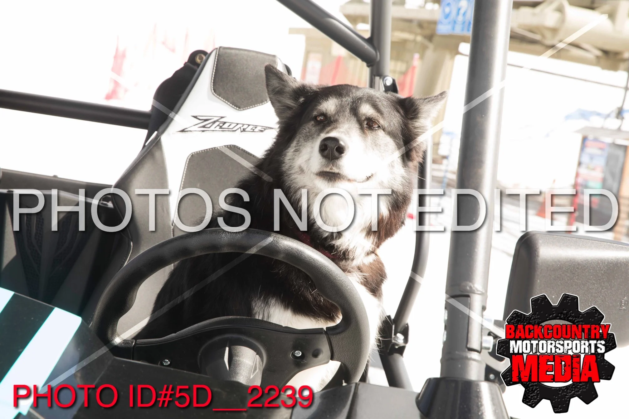 5D__2239.jpg
