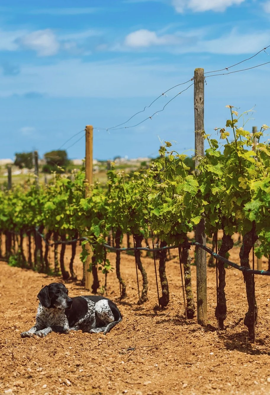 A "napf&eacute;ny-tenger-t&ouml;rt&eacute;nelem" h&aacute;rmasa mellett M&aacute;lta egyre n&eacute;pszerűbb vonzereje a gasztron&oacute;mia, ami elk&eacute;pzelhetetlen ilyen sikeres, b&aacute;r apr&oacute;cska bor&aacute;szatok n&eacute;l