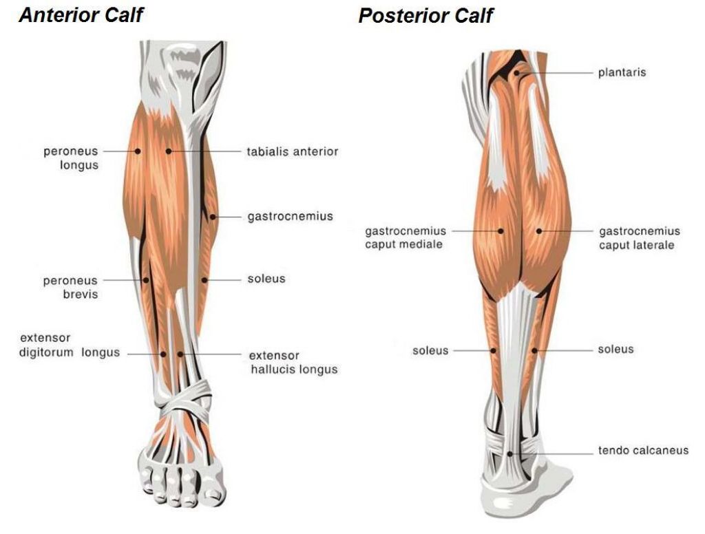 calves1.jpg