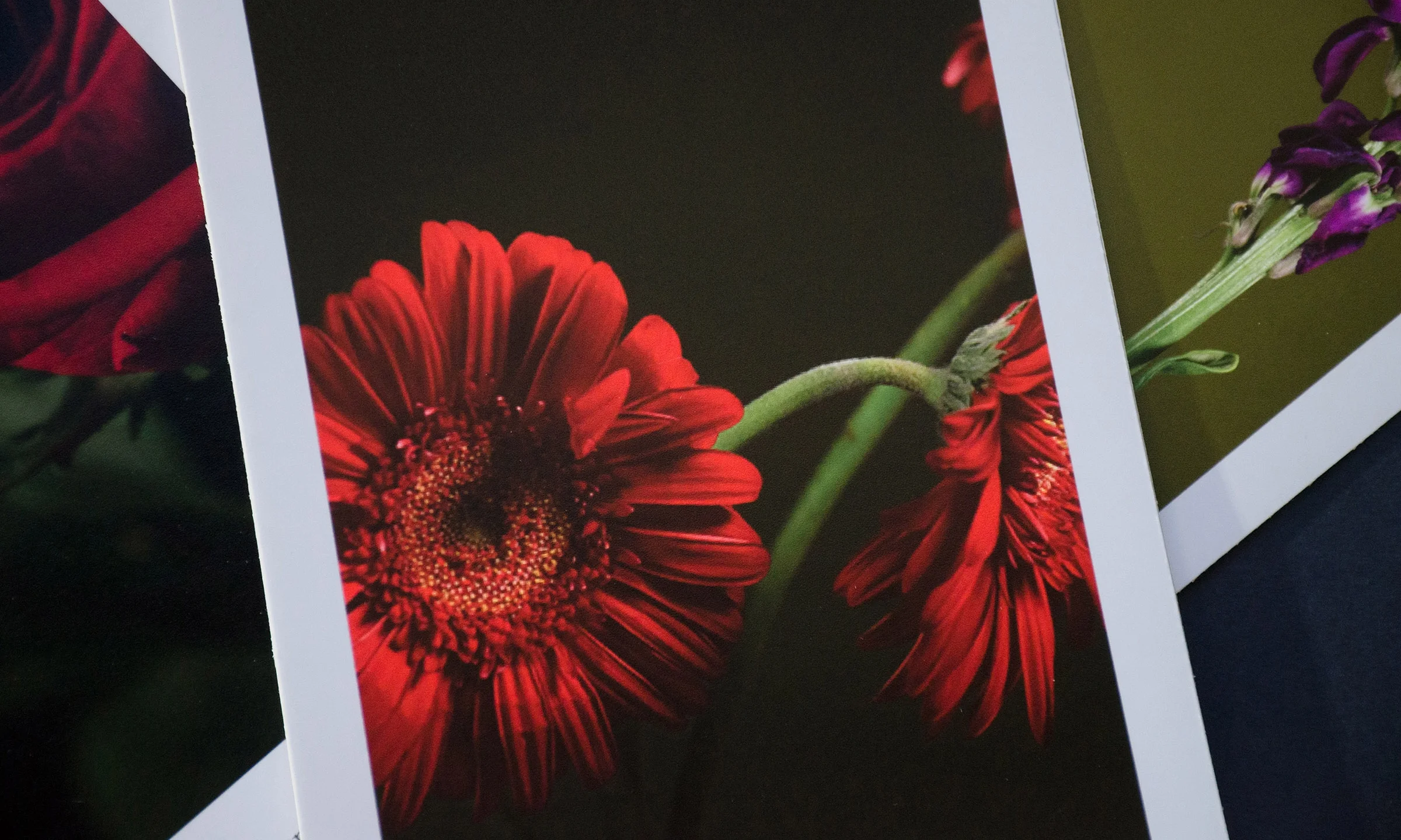 Botanical_4small.jpg