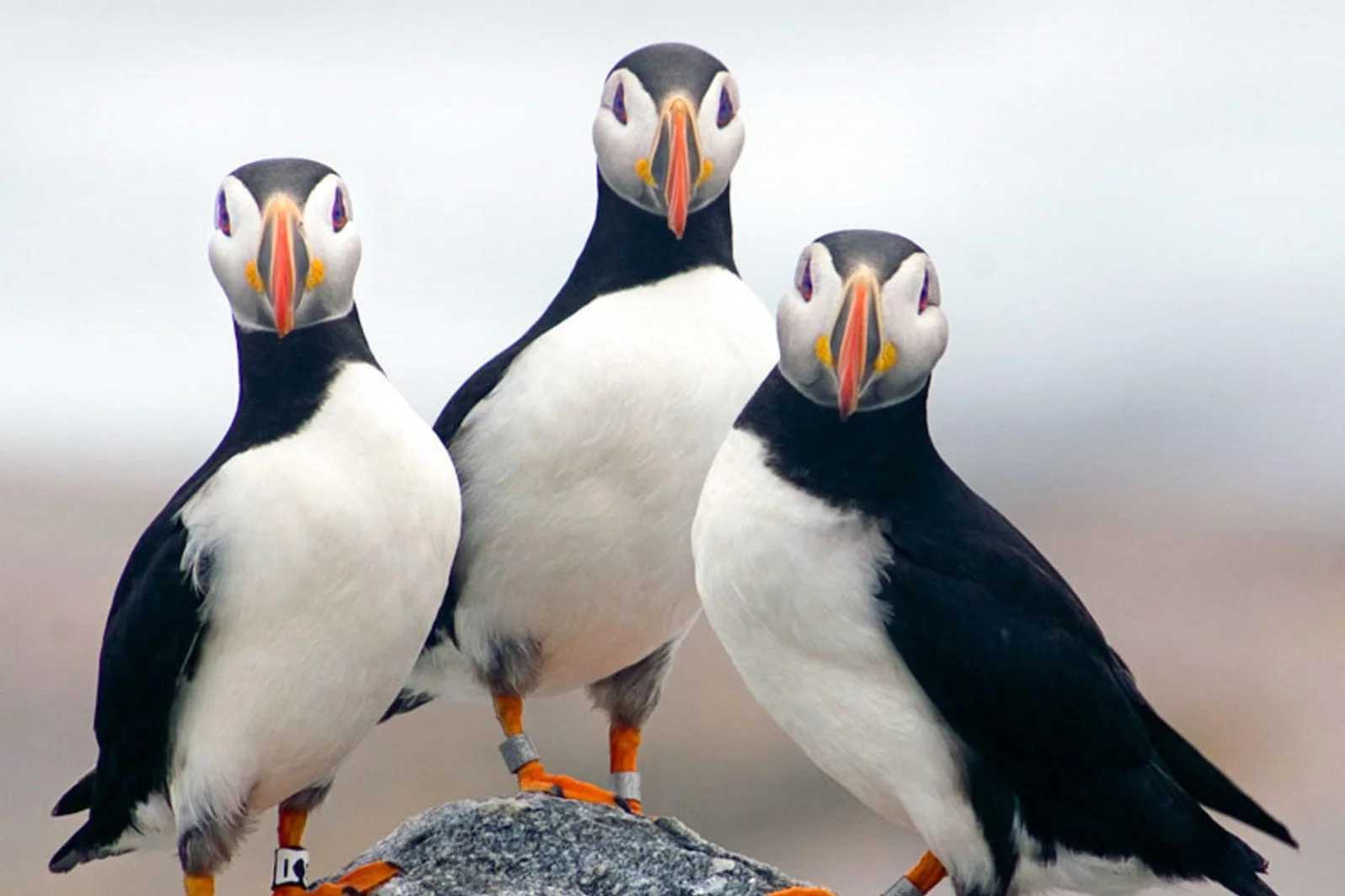 apa_2013_29557_236021_derrickjackson_atlantic_puffin_kk_0.jpg