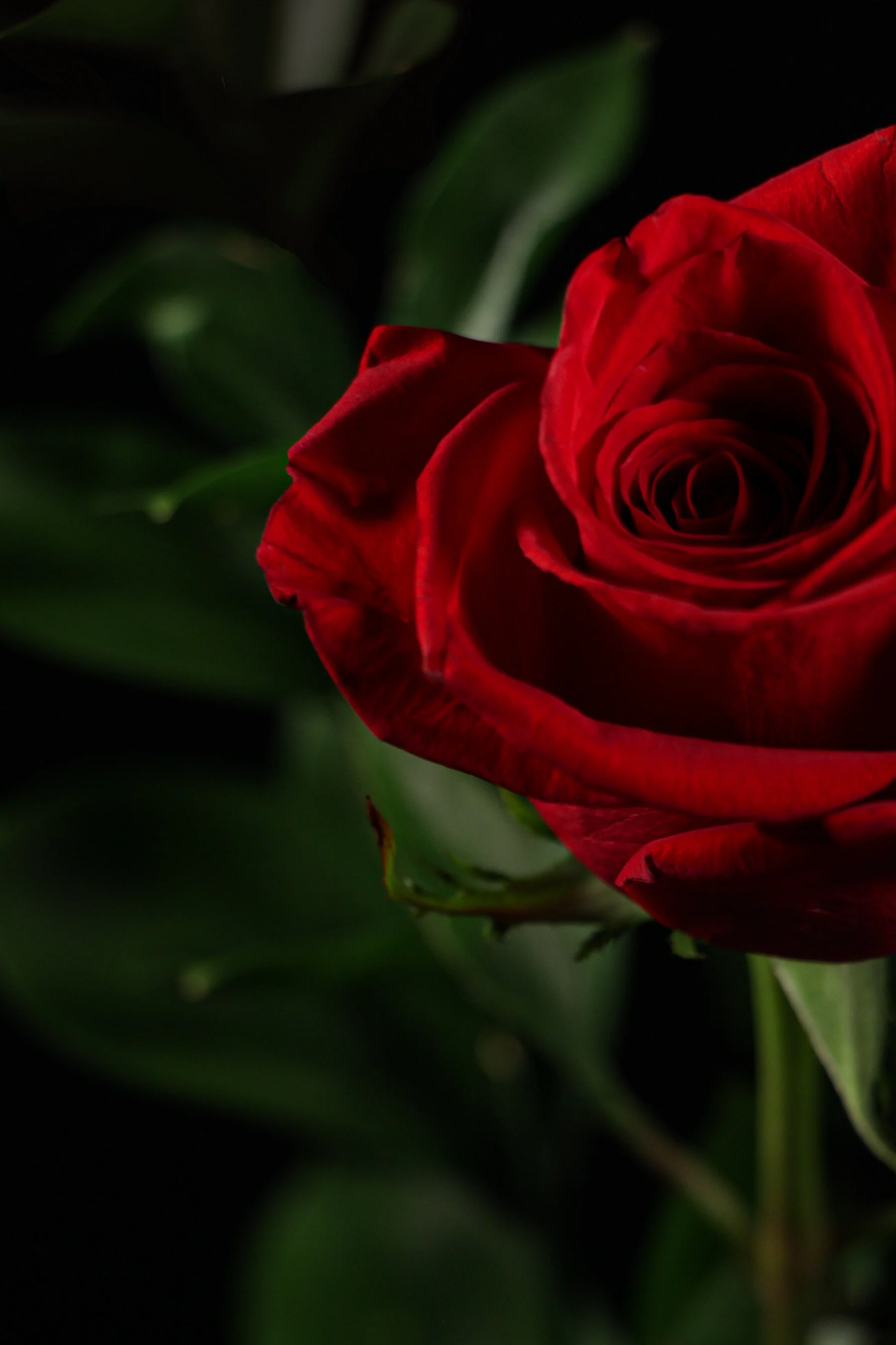 rose.jpg