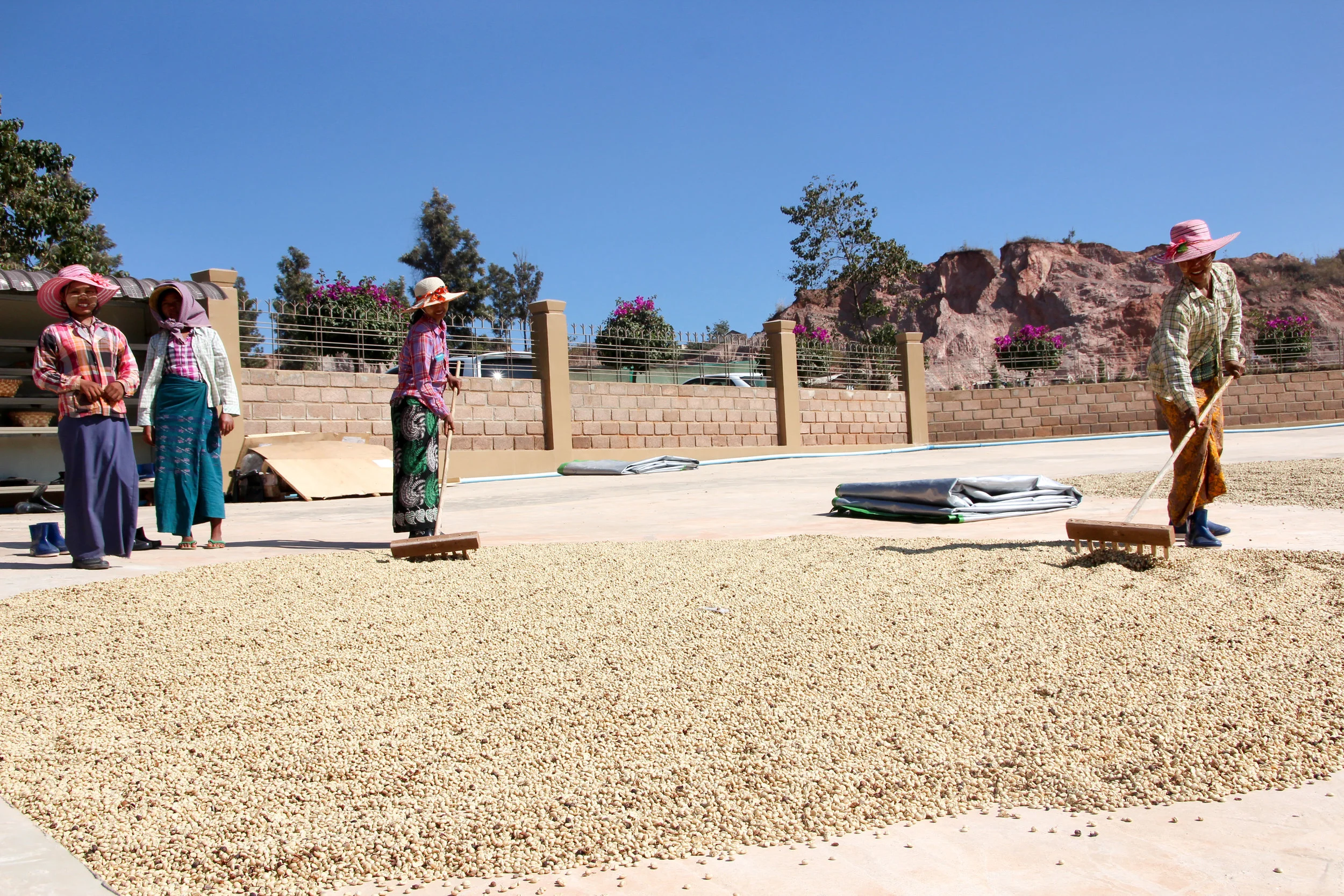  Coffee Drying on Patio