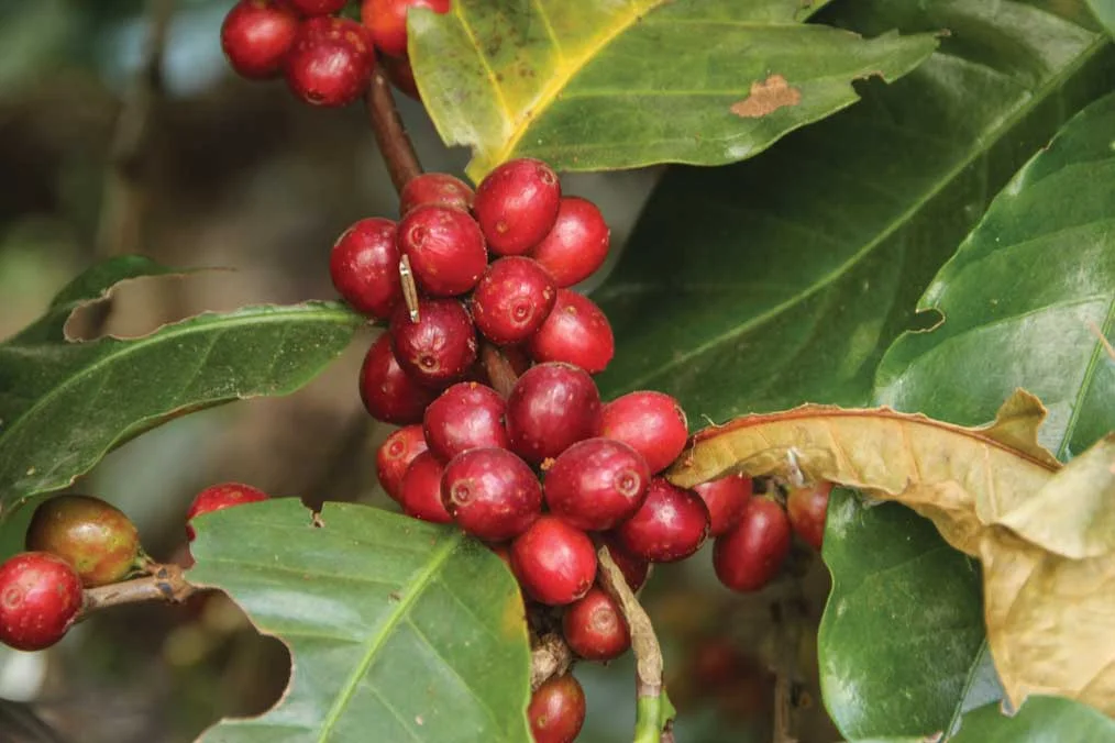 SaiWan_CoffeeCherries.jpg