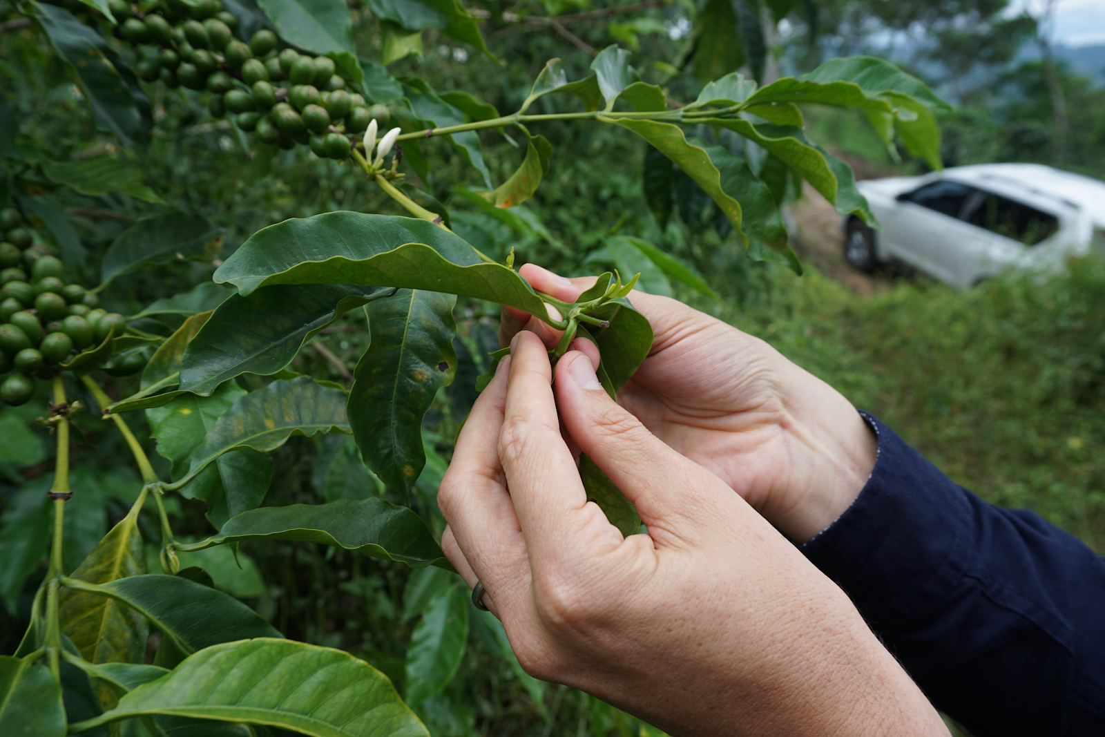 Santiago Londono hand-pruning a Geisha tree at Mallorca Farm in Valle del Cauca, where he grows primarily Geisha, Caturra, and Bourbon varieties. He has replaced many of the hybrid and resistant cultivars commonly found in Colombia in favor of varieties that he believes will produce the best cup quality.