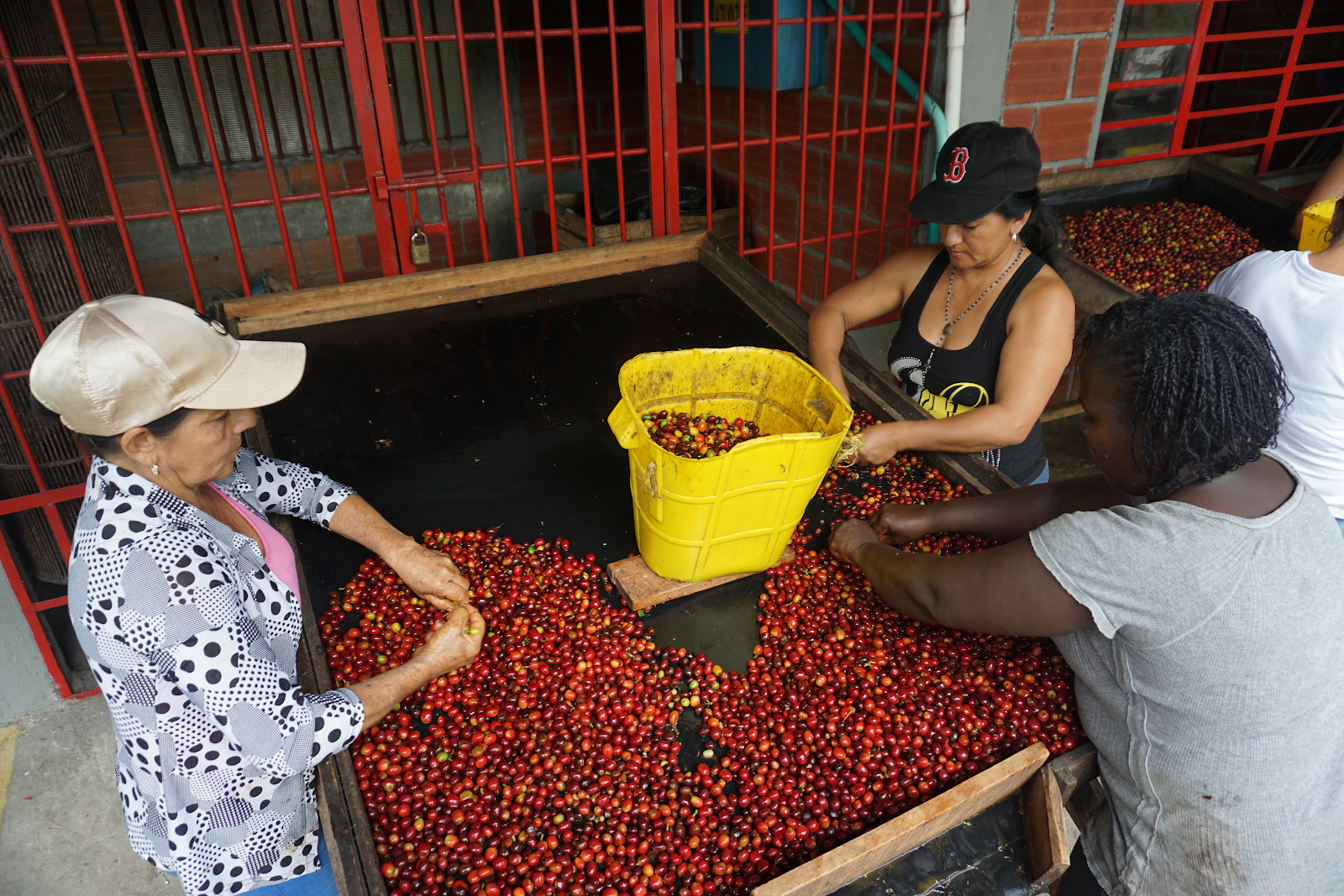 Hand sorting freshly picked cherries at Mallorca to remove underripe, overripe, and potentially defective coffee. Only perfectly ripe cherries will be make it in to Mallorca’s microlot offerings. The rest will be added to lower-grade blends.