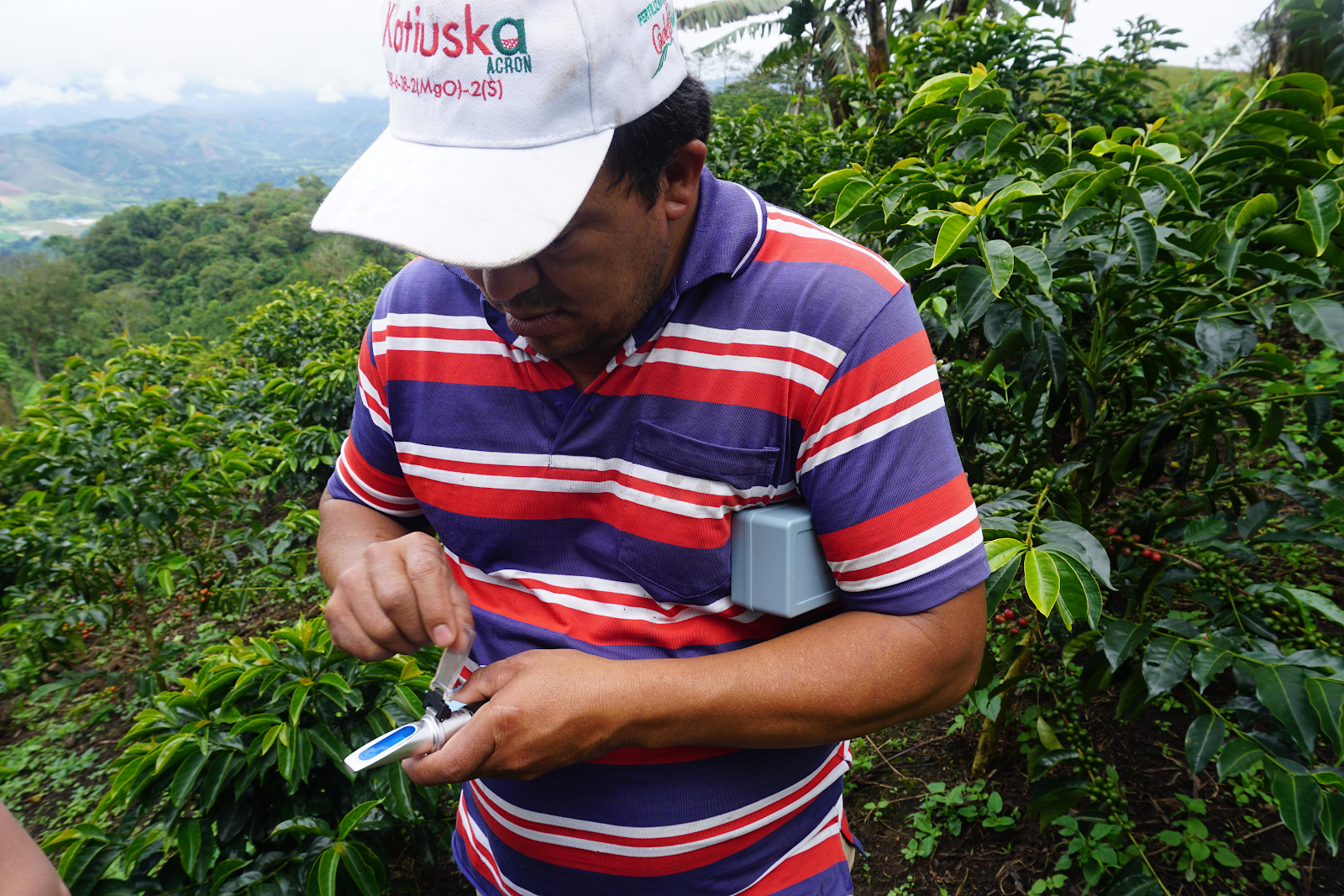 Marco Fidel Rodriguez of Finca El Balcon using a refractometer to take a brix reading from his coffee cherries. The reading represents the amount of sugar present in the fruit’s juice and will help him to determine when his cherries are at optimal ripeness for picking.