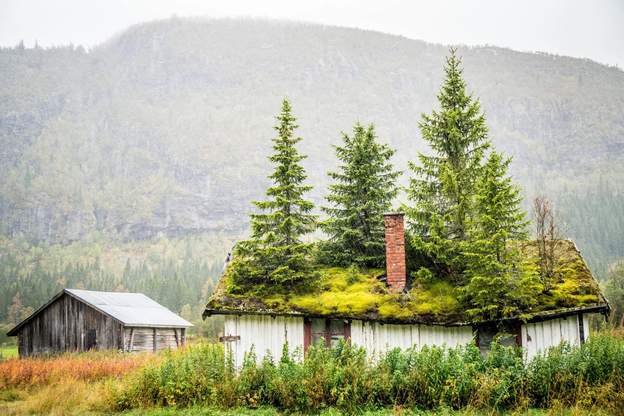 grass-roof.jpg