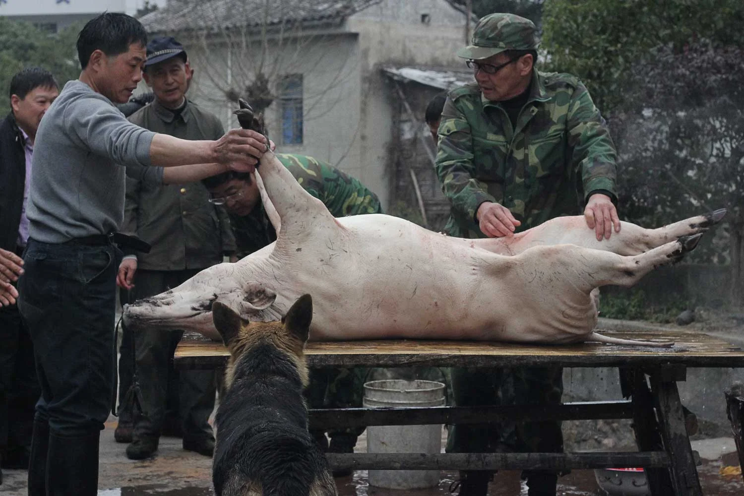 "Having spent years in kitchens across the world, I understand as much as any prep cook the basics of how to take apart an animal. The majority of those rules do not apply in rural mountainous China with a wild boar on a wooden-table-turned-carving-block in the middle of the village"