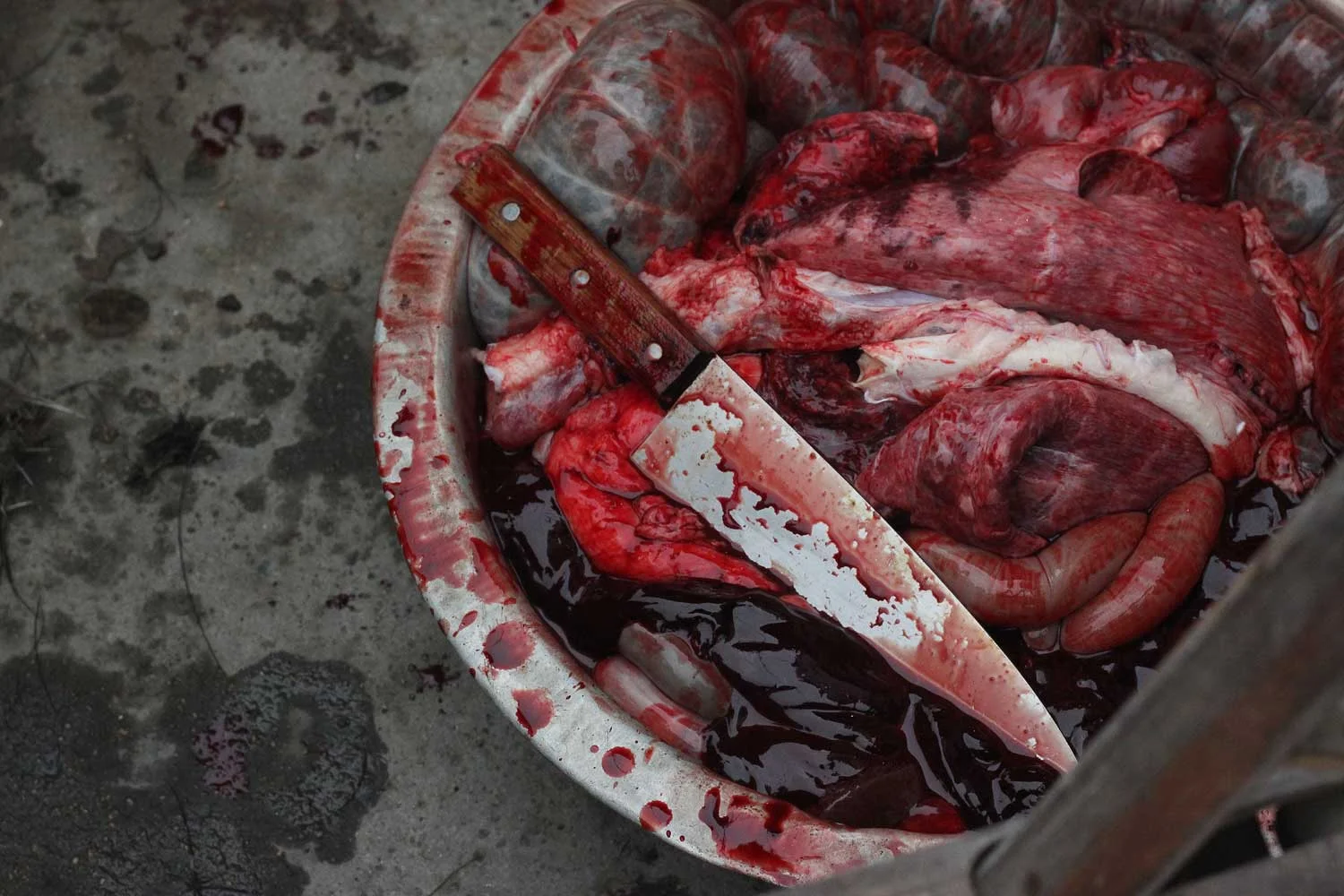 "The inside of a body contains so many more reds than you would think. I look at the boar’s entrails. Some organs are so vibrantly bloody they look fake, others are so deep and dark they seem like jelly."