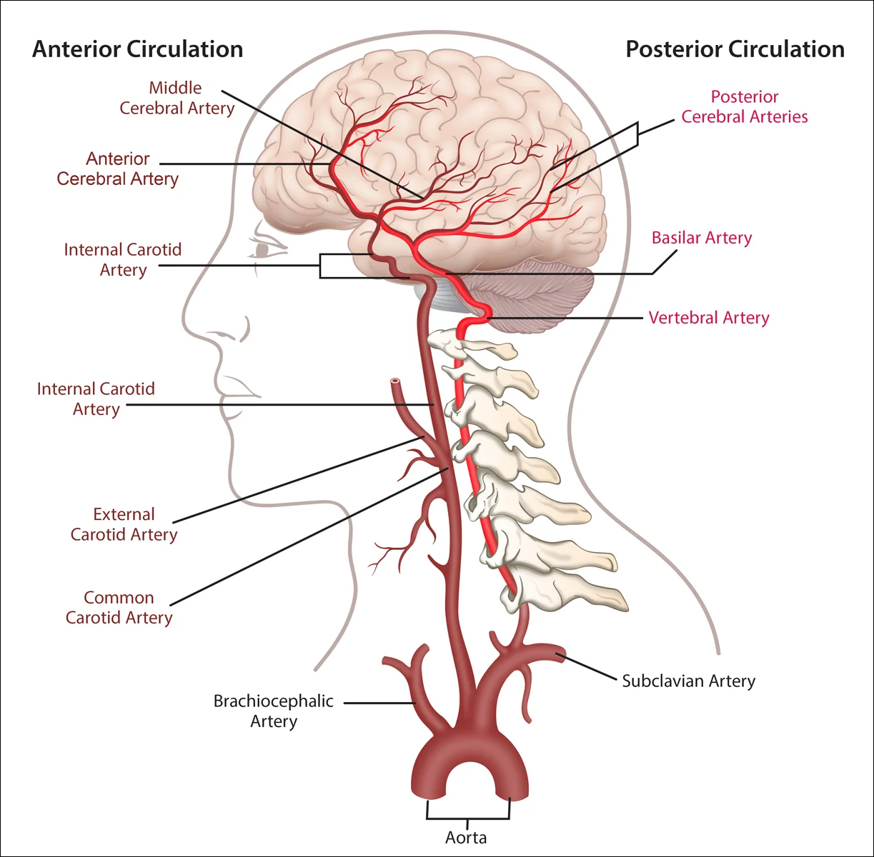 AnteriorPosteriorCirculation.jpg