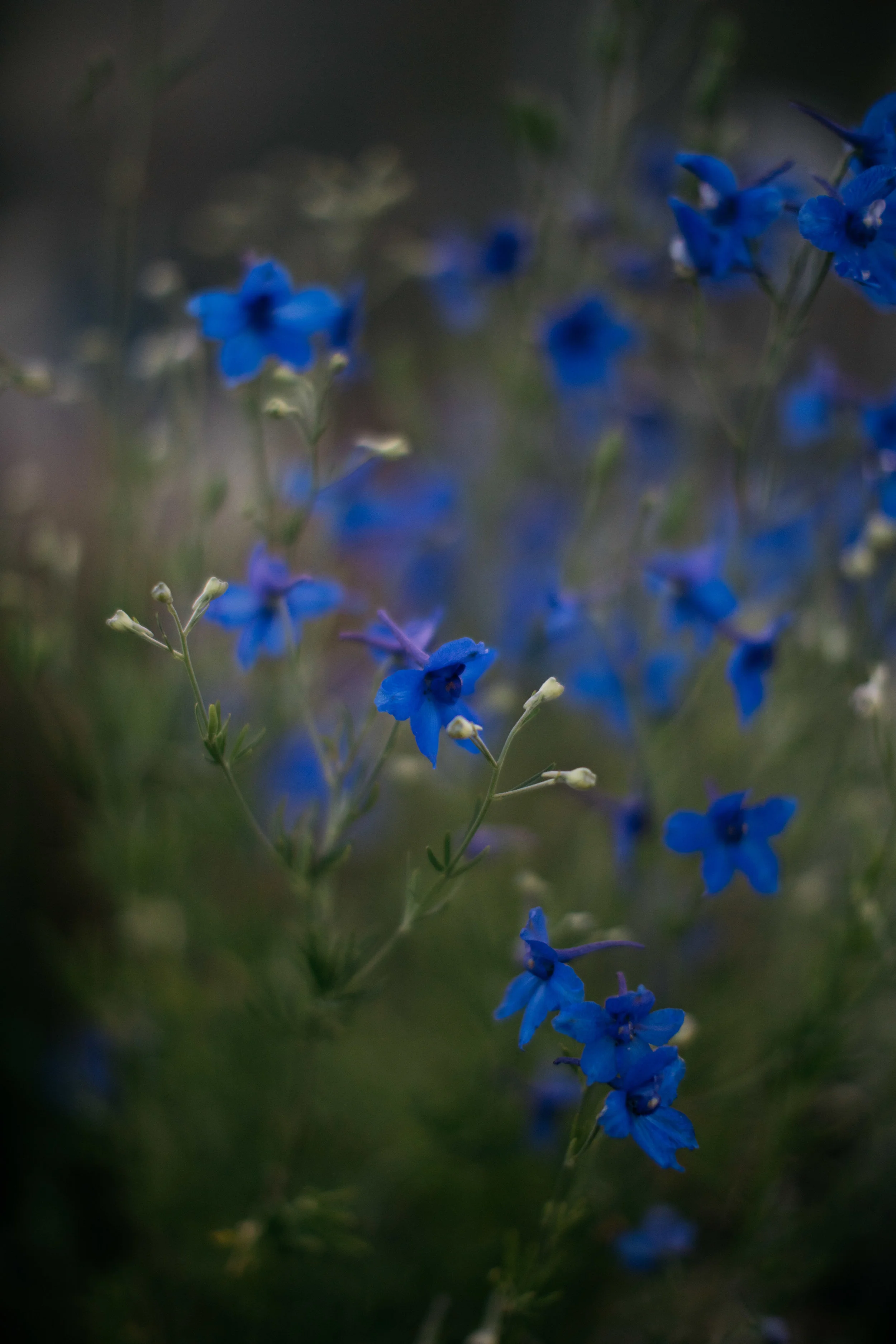 uccs-farm-25.jpg