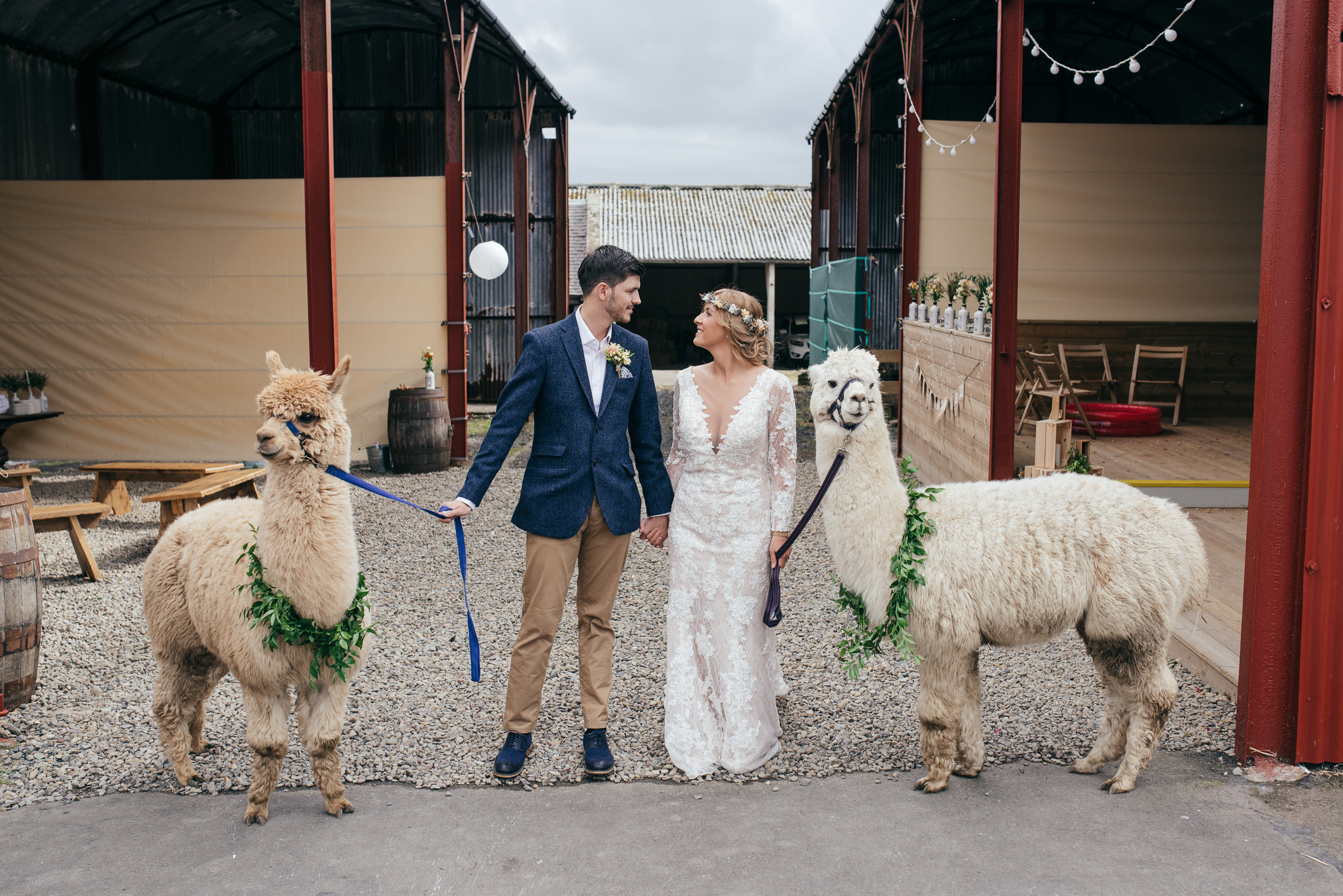 Alpaca wedding Scotland