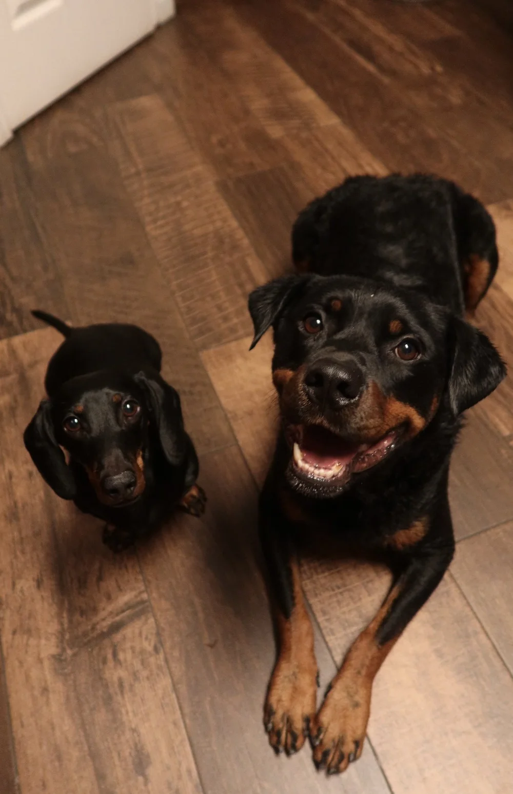 pups.jpg