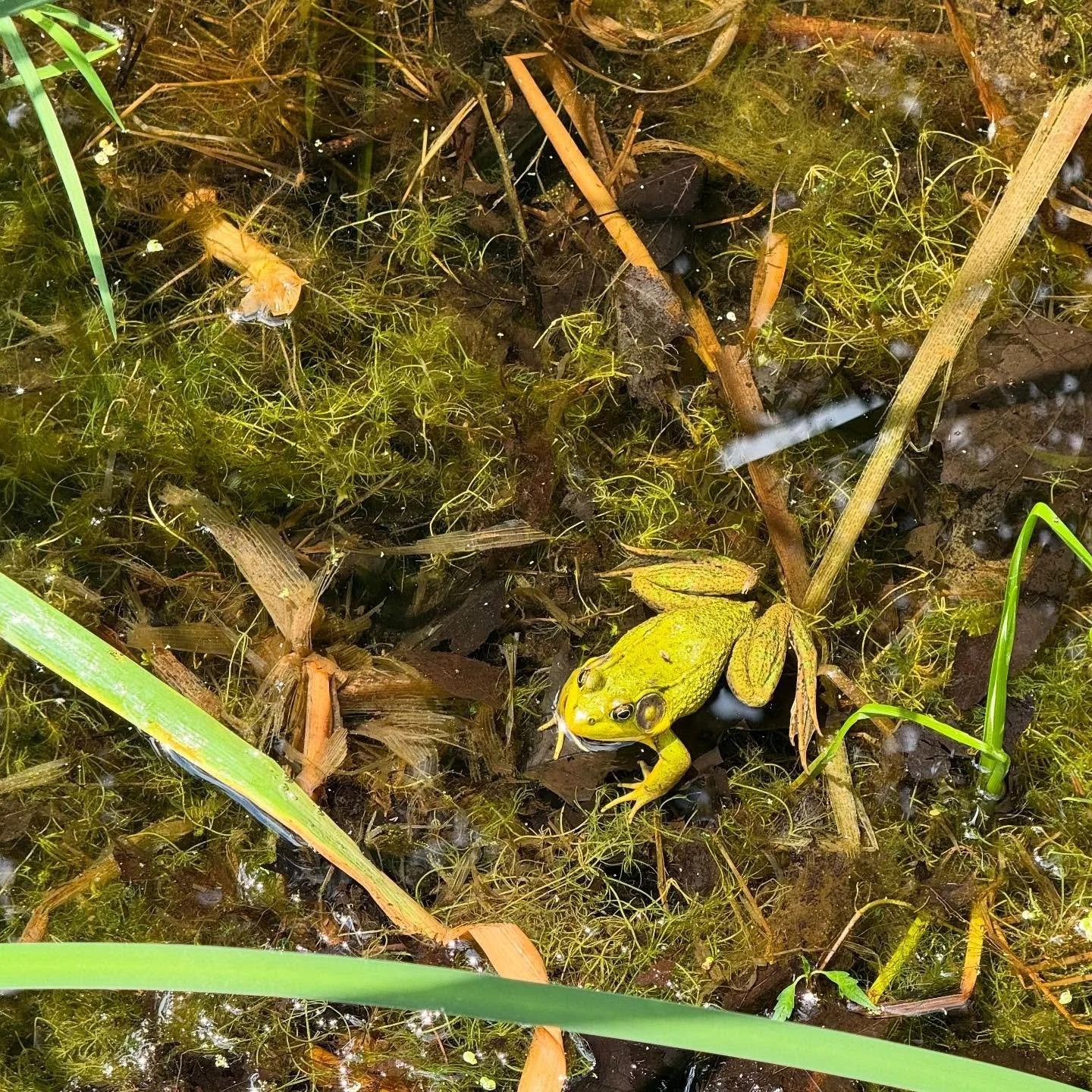 Just some frogs.  Enjoy. 🐸