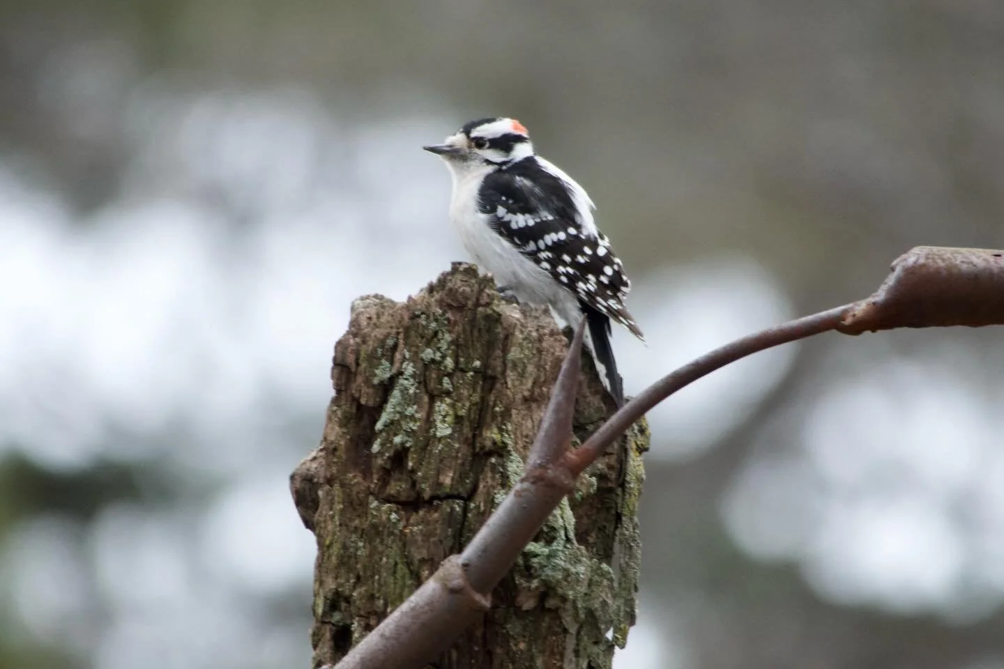 Birds of High Park. Monday morning.
1 &amp; 2. Downey Woodpecker
3. White-breasted Nuthatch
4. House Sparrow
5. Red-tailed Hawk
6. American Robin