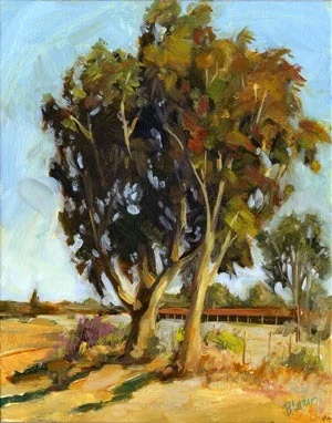 Afternoon Light