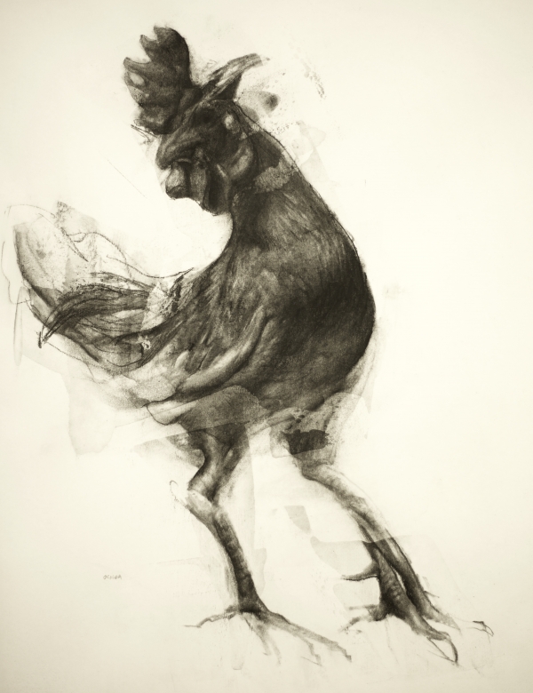 "Rooster Study 10-4-17"