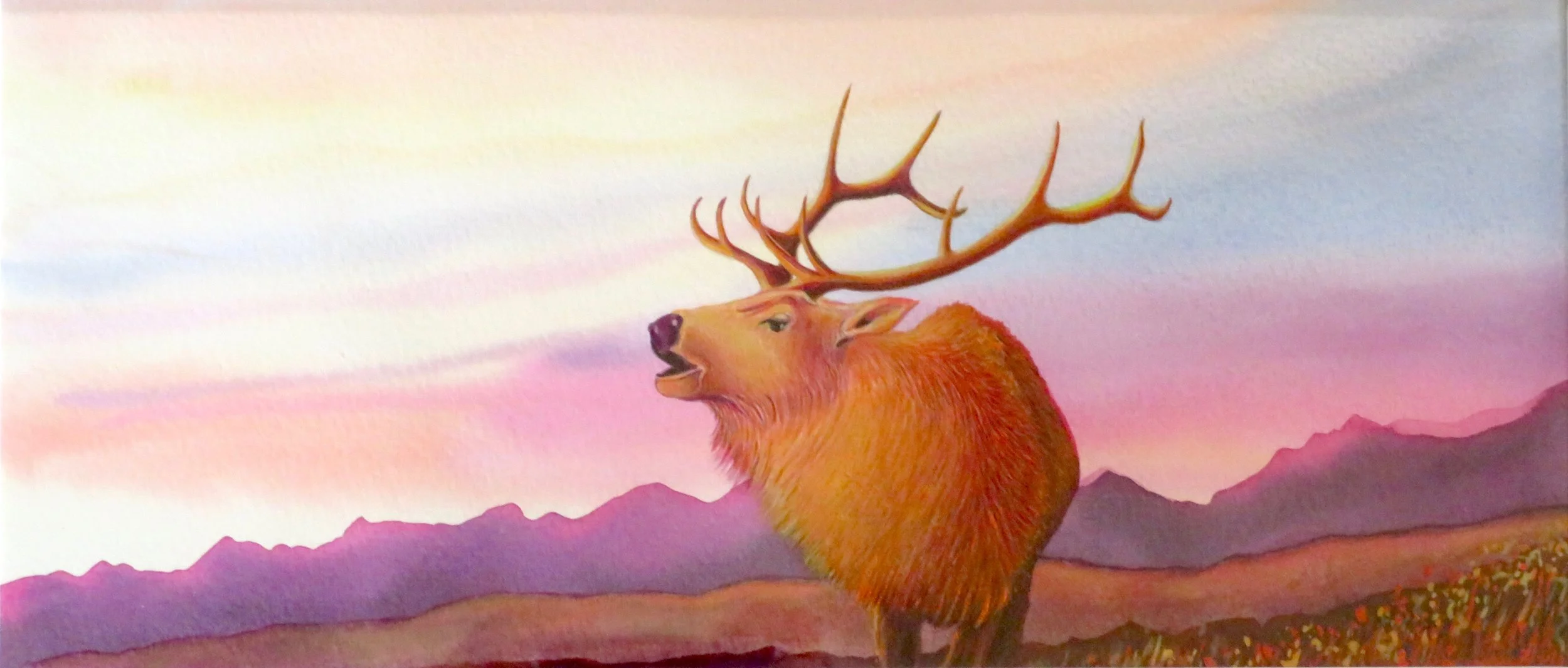 Tule Elk