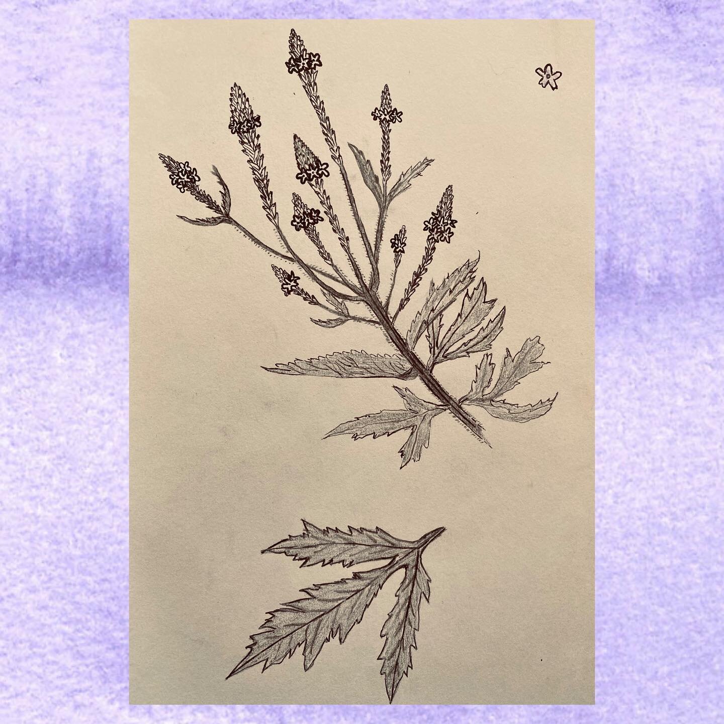 Vervain. ⁣
Loop breaker. ⁣
Code writer. ⁣
Dark space knower. ⁣
Balancing the well of air. ⁣
Dispelling illusion. ⁣
Disrupting chatter. ⁣
The iron herb: a blade to cut through time. ⁣
⁣
To learn more about this herb, the well of air, and their connect