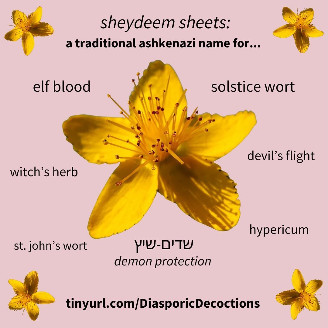 Out of almost 100 Ashkenazi Jewish villages interviewed in Eastern Europe between the wars, the vast majority reported extensive knowledge and use of sheydeem sheets &ndash; a Yiddish name for Solstice Wort. Popular in contemporary herbalism for its 