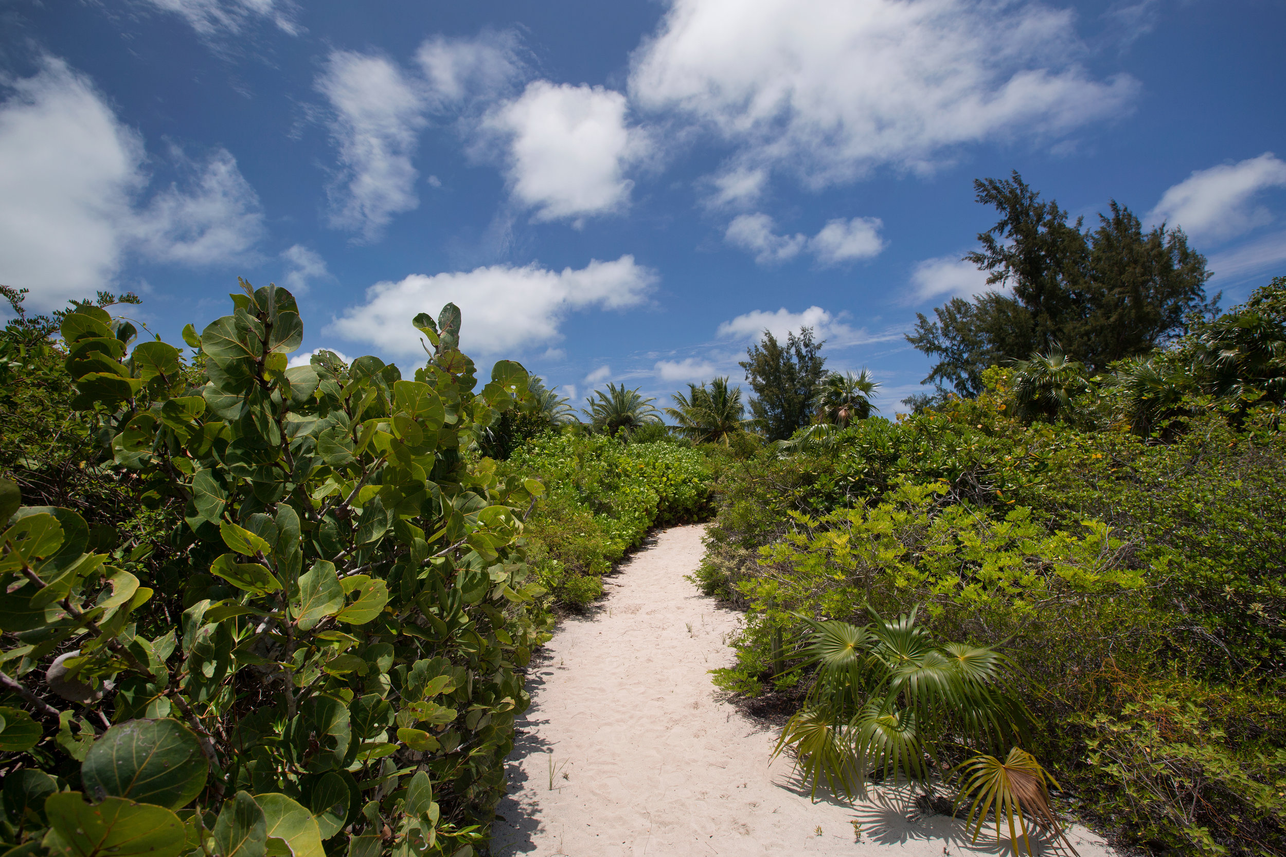 Pathway to the beach