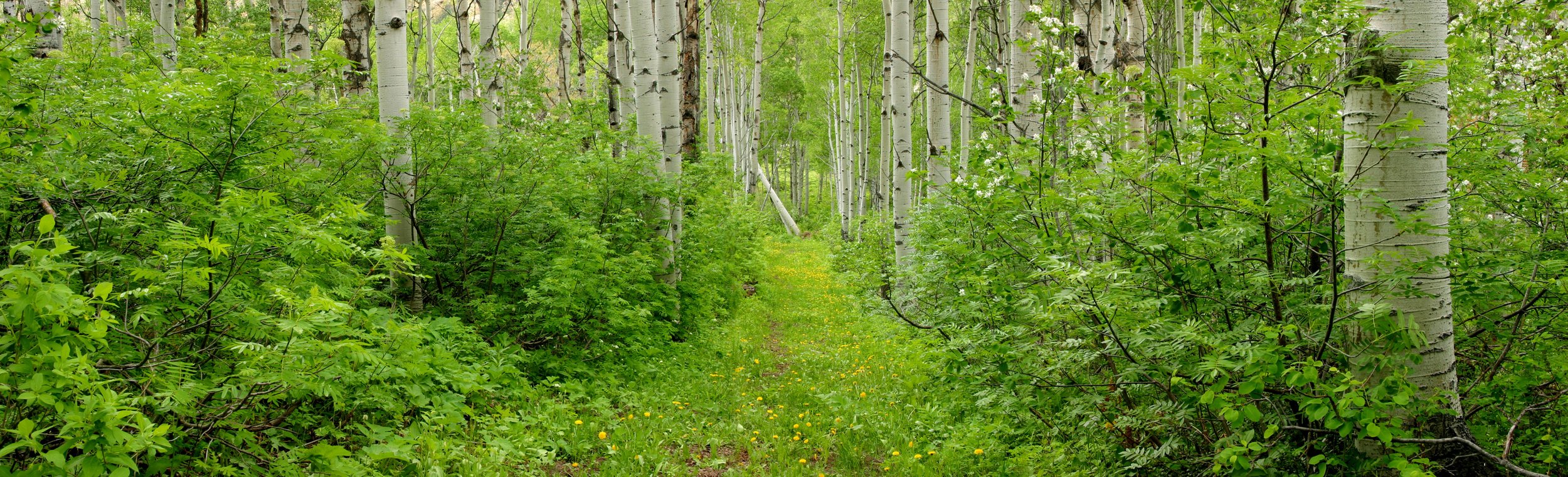 aspenlane (1).jpg