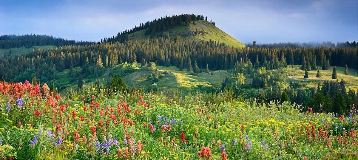 Backcountry Bouquet_LoRes LoRes.jpg