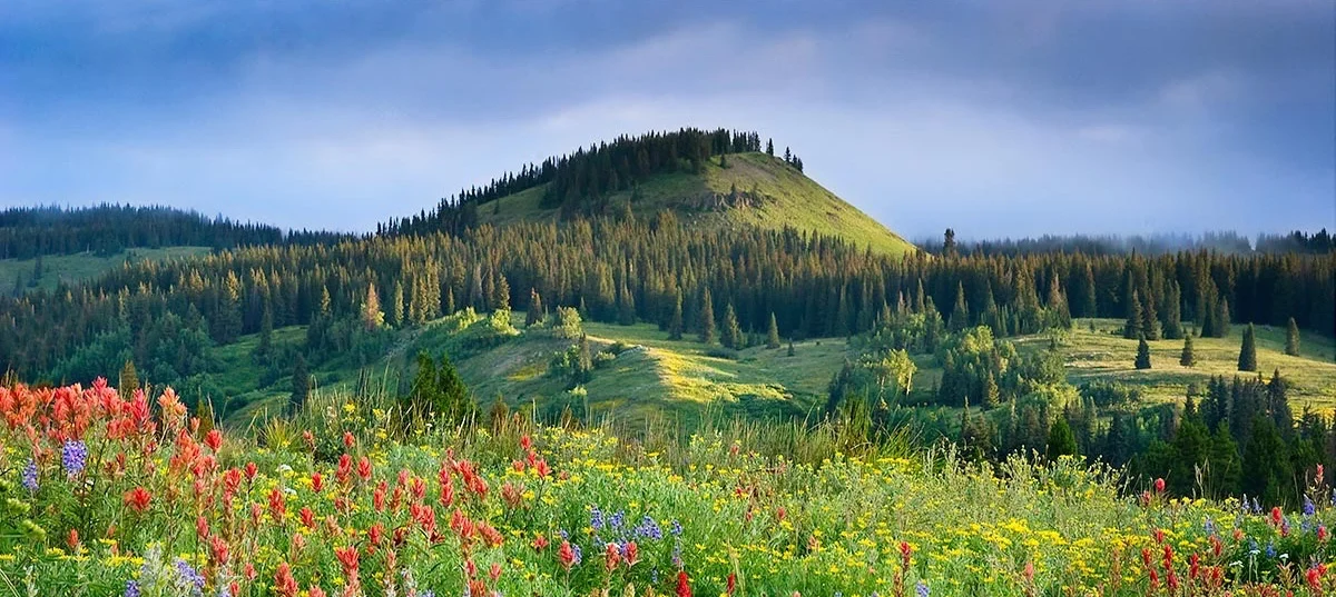 Backcountry Bouquet_LoRes LoRes.jpg