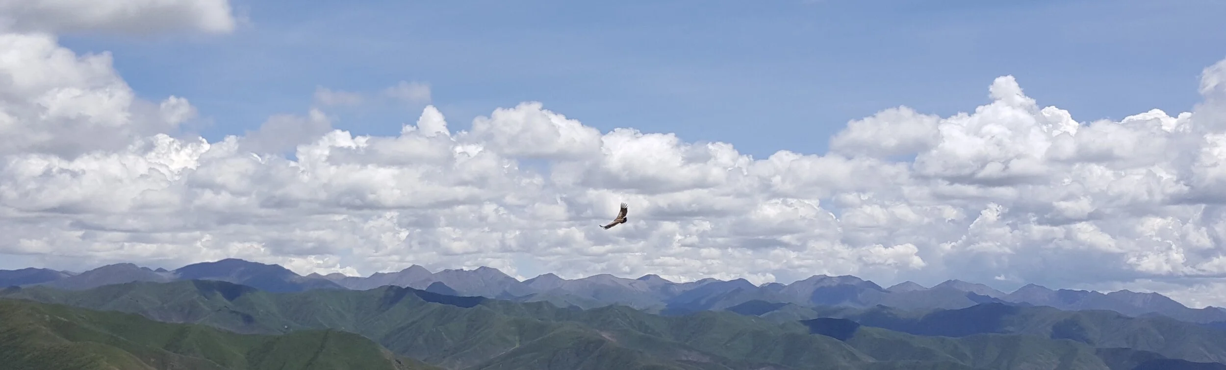 Tibet Eagle.jpeg