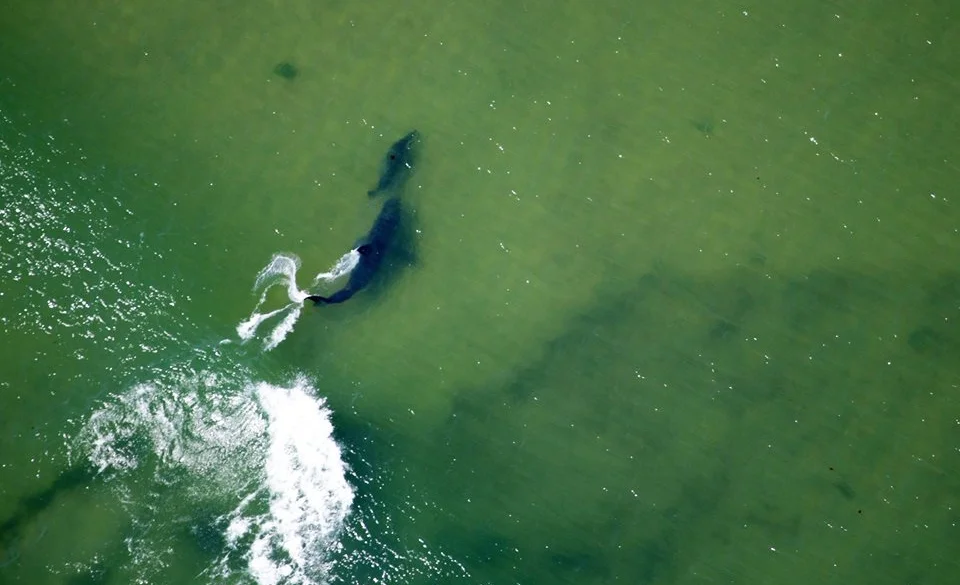 whiteshark.jpg