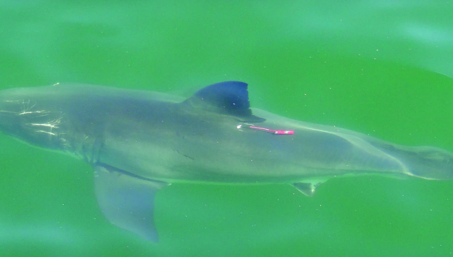 shark-tag.jpg