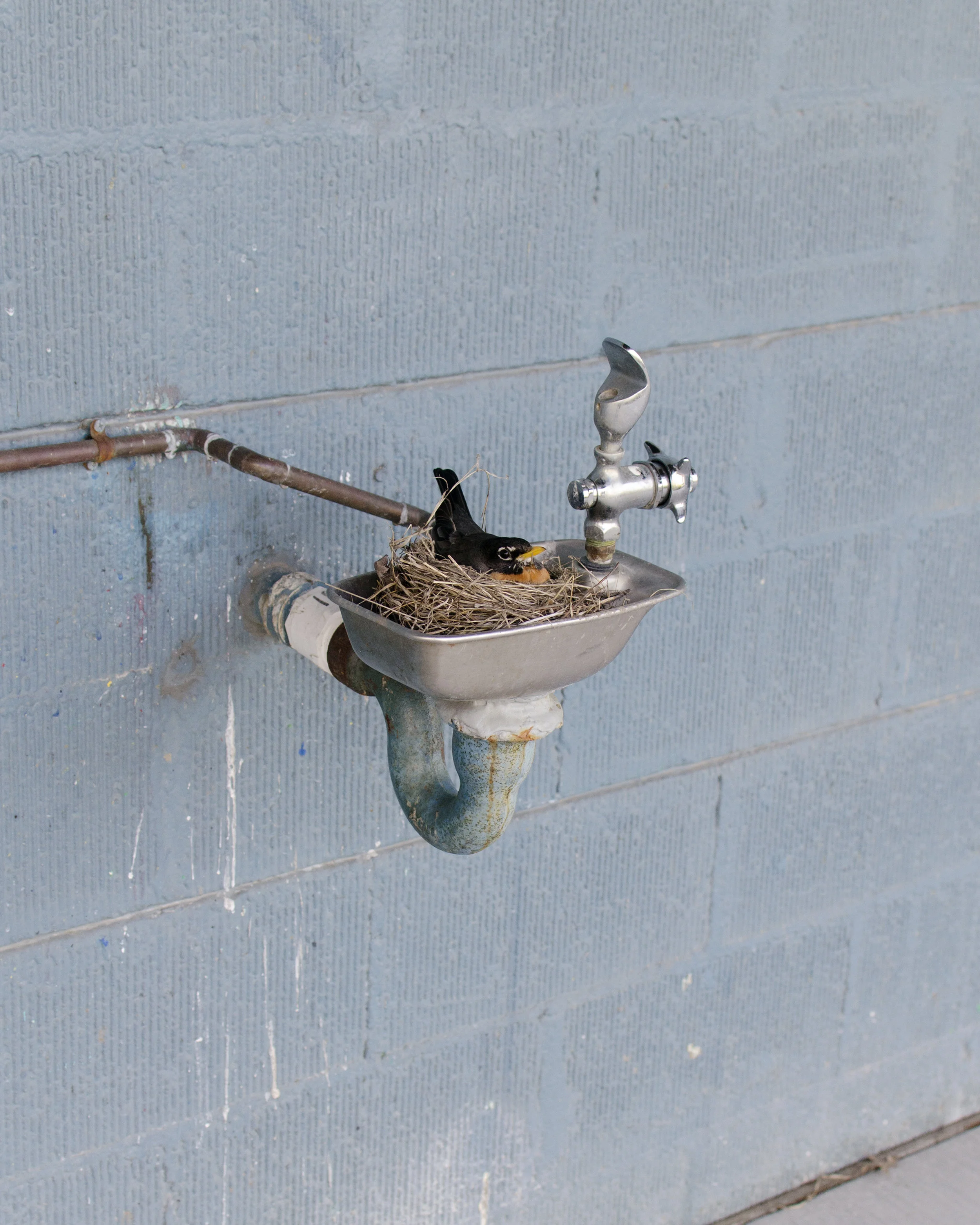bird_in_waterfountain_edit.jpg