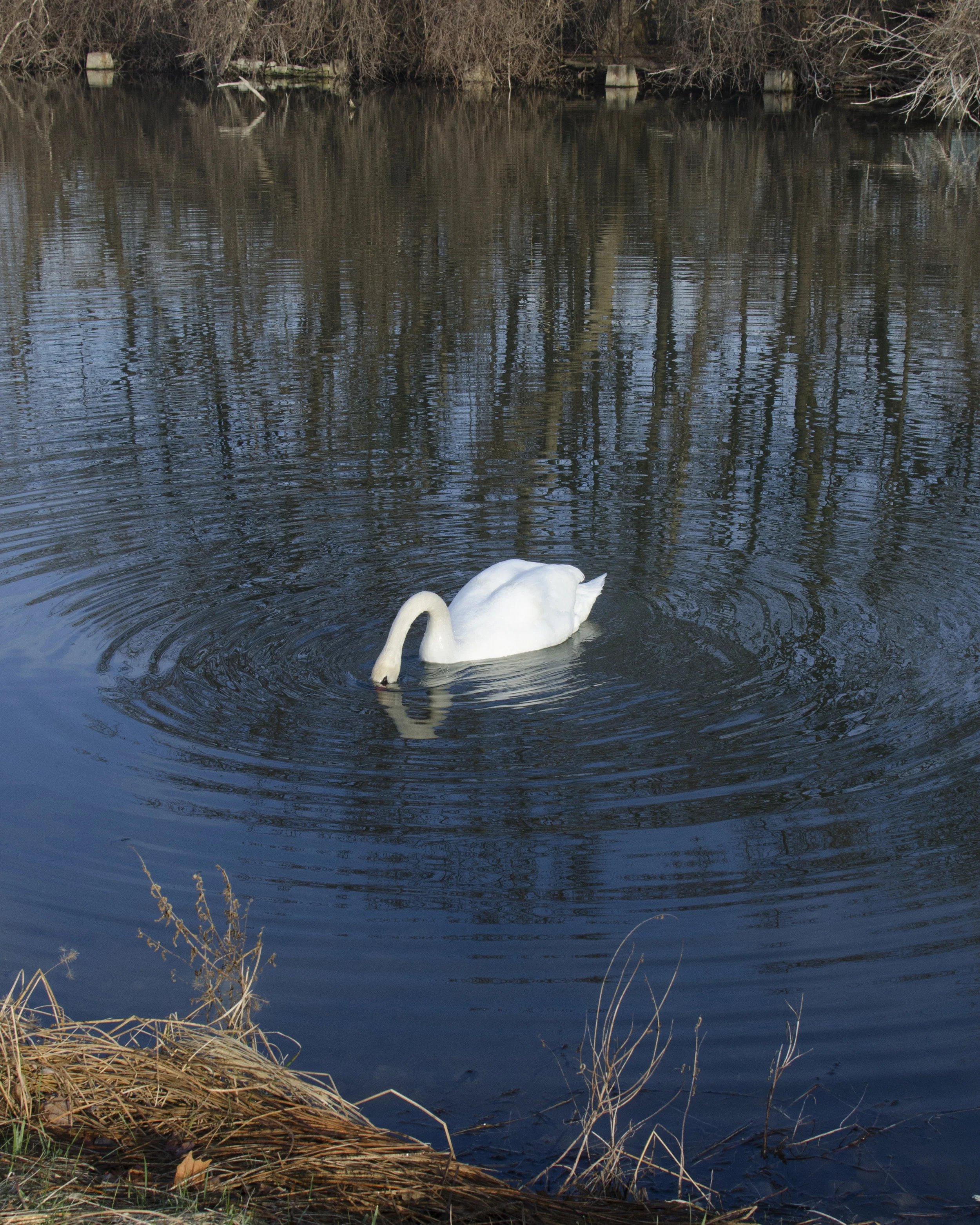 swan_eating_edit.jpg