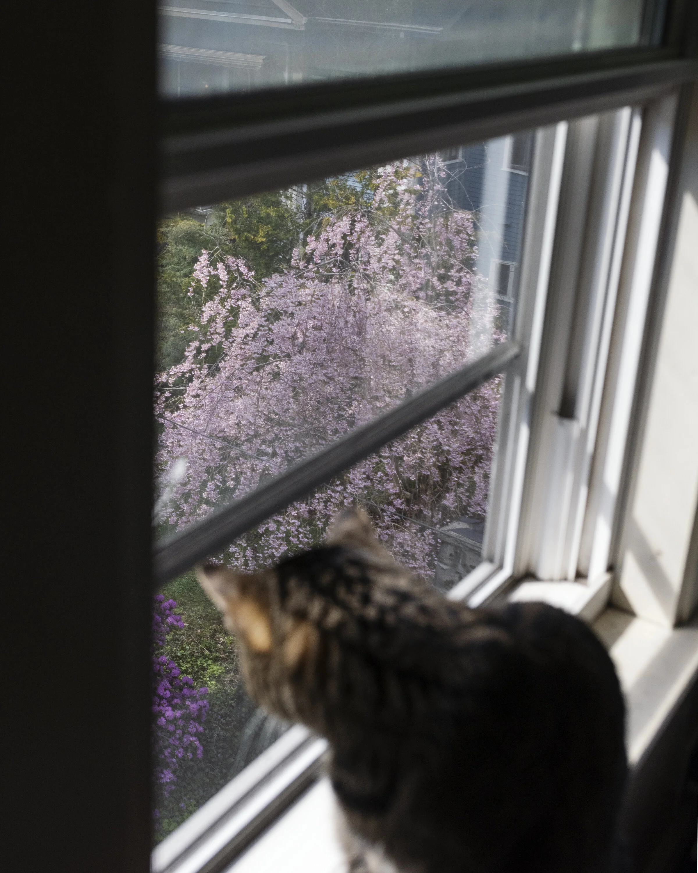 SpringCat.jpg