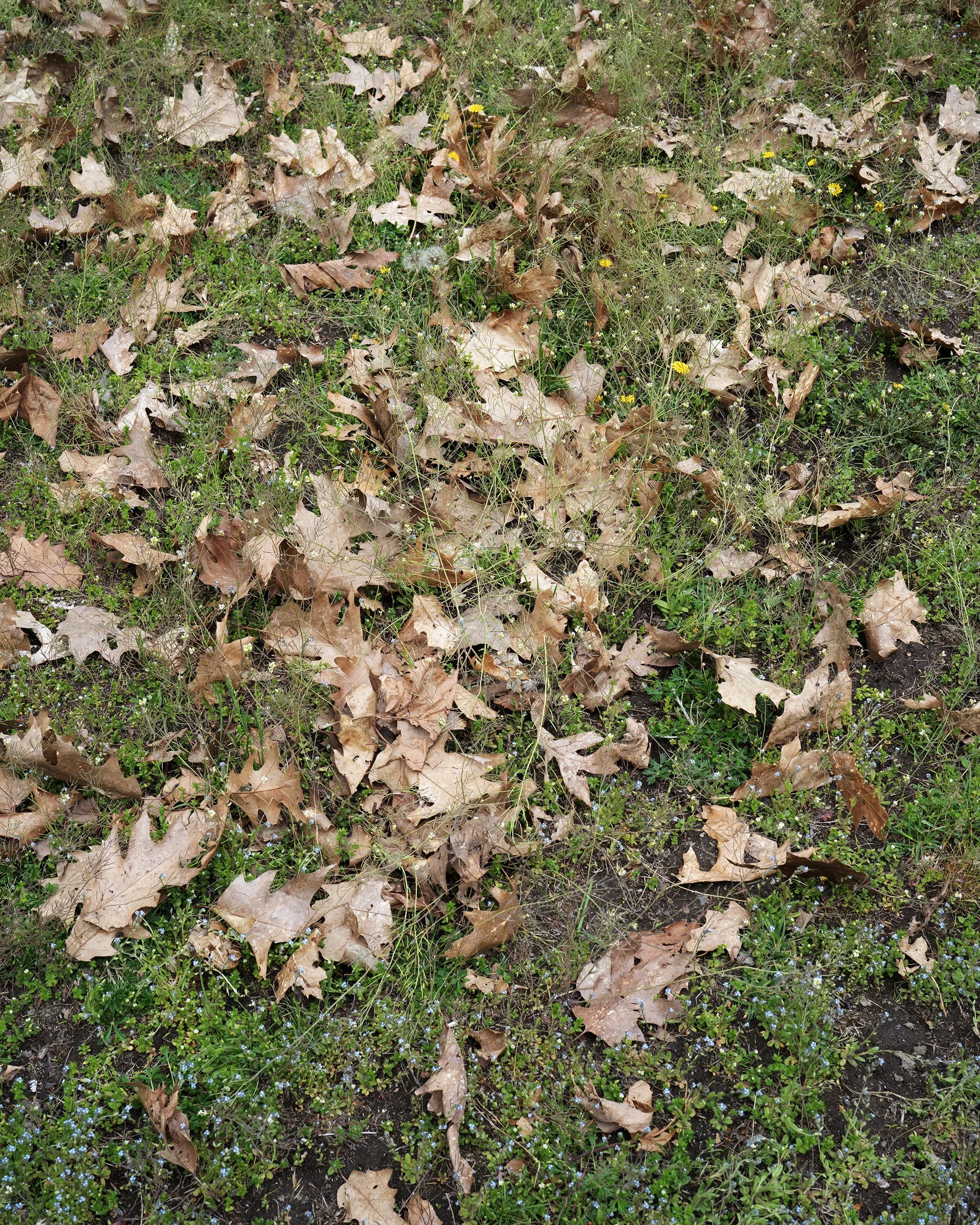 fallenleaves.jpg