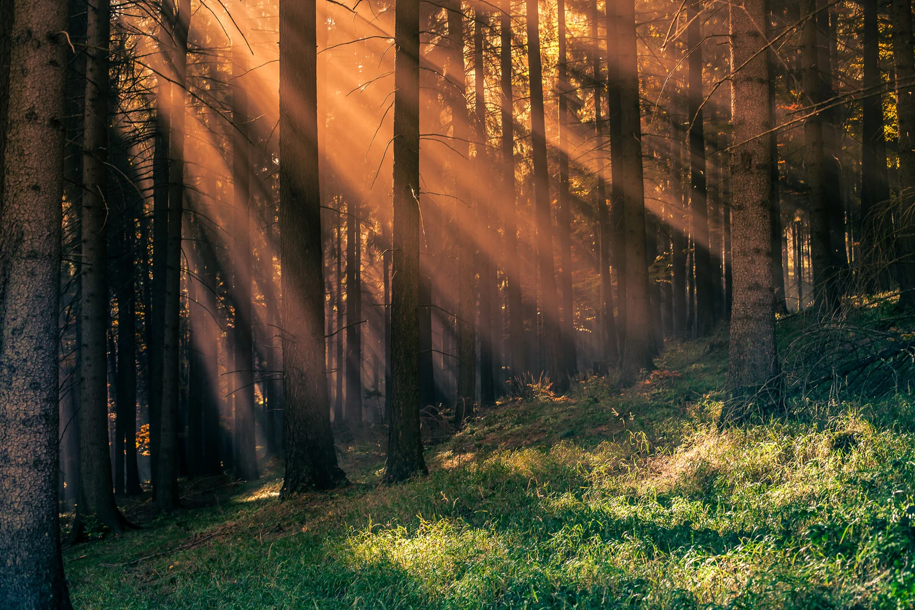 Woods Background.jpg