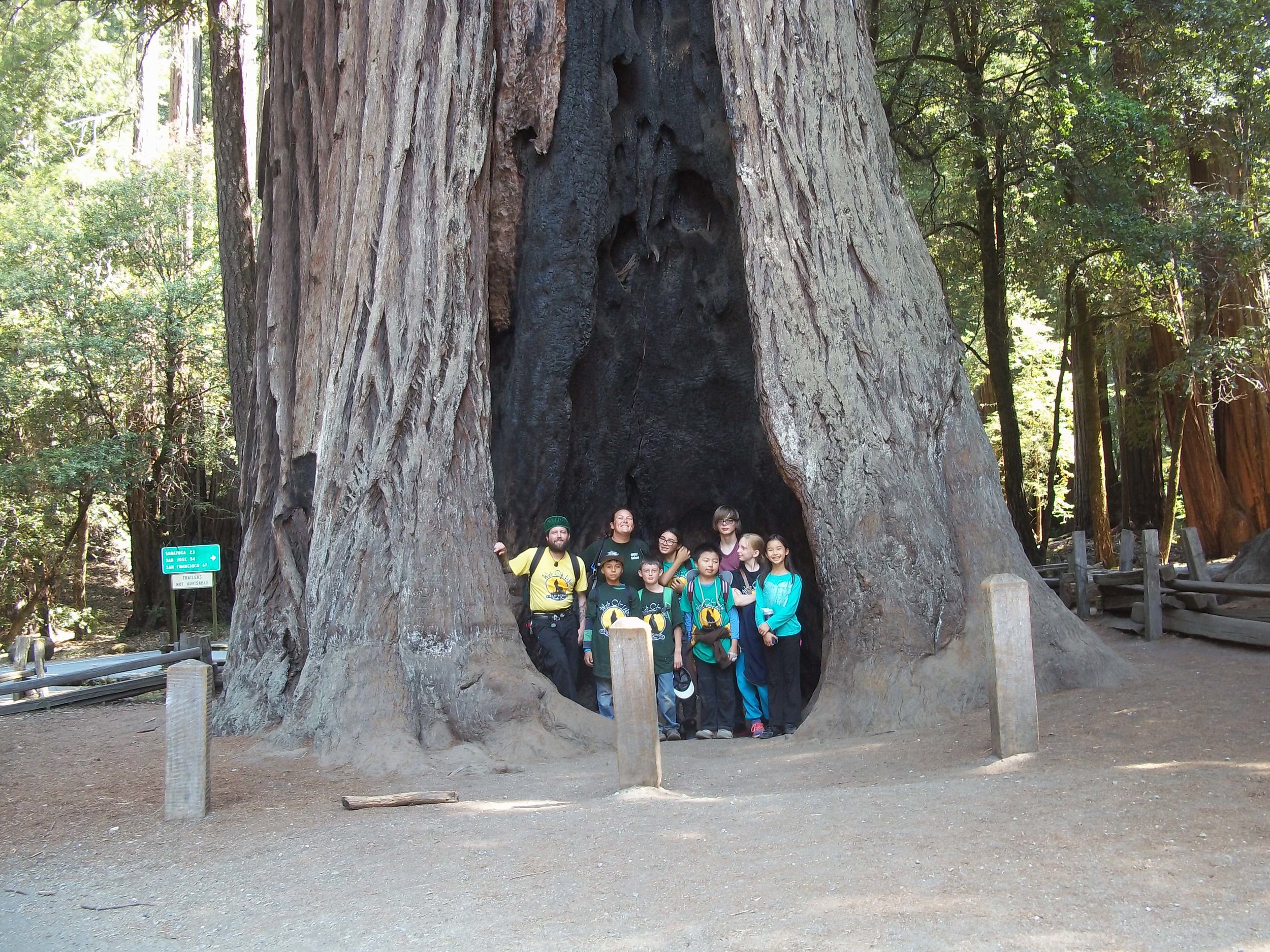 WOLF School Summer Camp_Kids in Redwood Tree.JPG