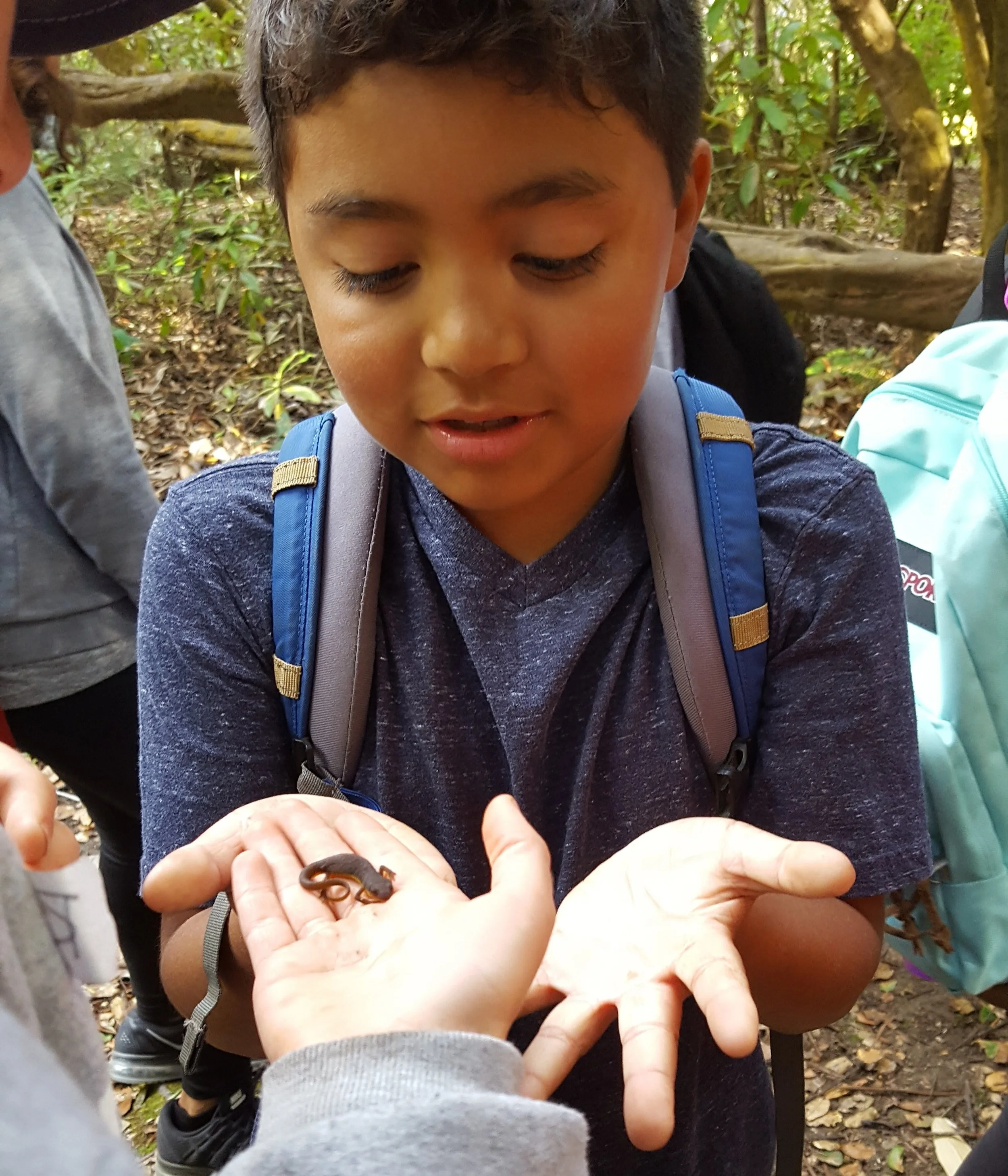 Watsonville Charter School students take turns passing around a baby salamander found during WOLF School's Salamander Study at Camp Monte Toyon in Aptos, CA.