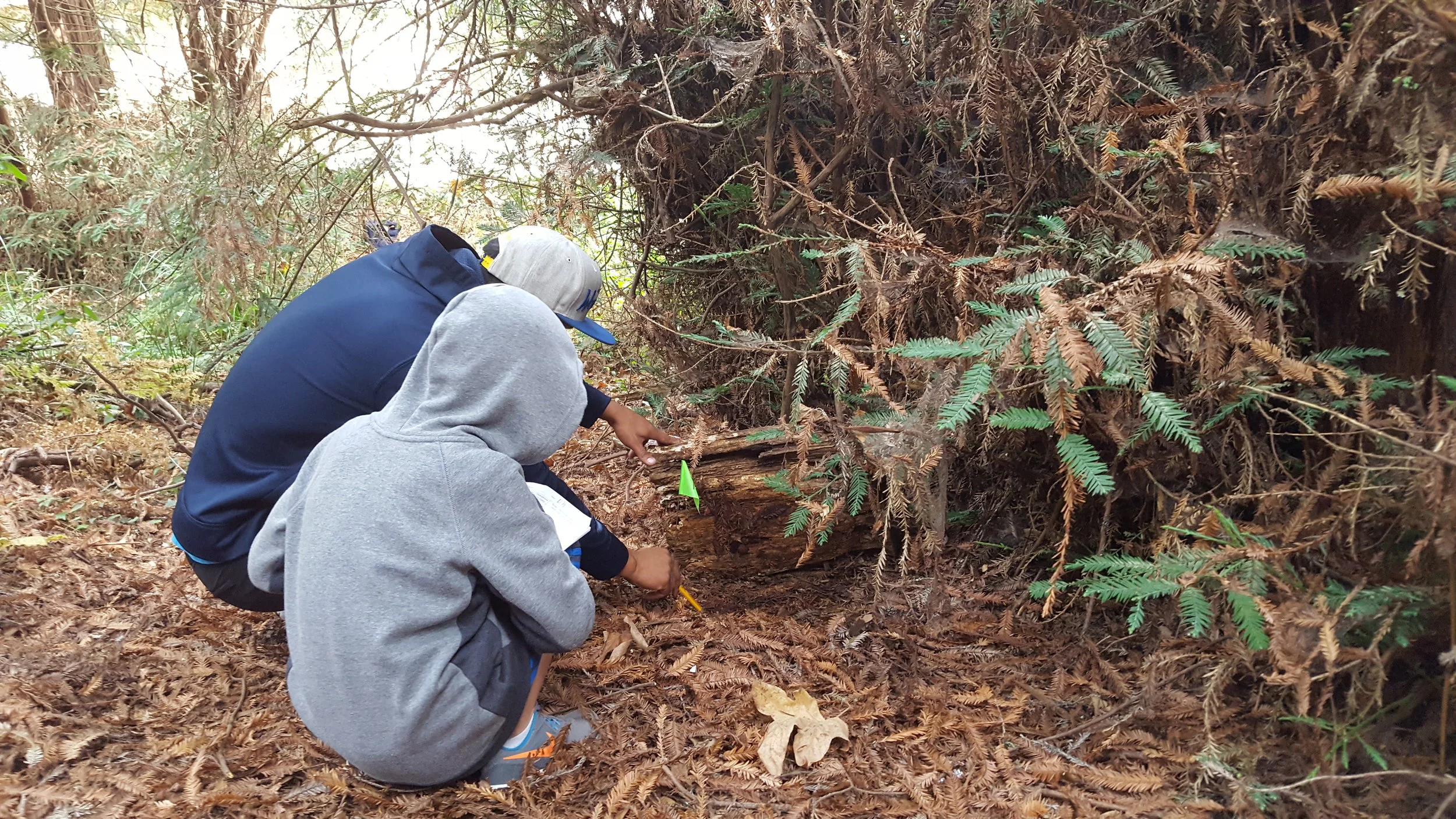 Students observe and record data during WOLF School's Salamander Study in the redwood forest at Camp Monte Toyon in Aptos, CA. 
