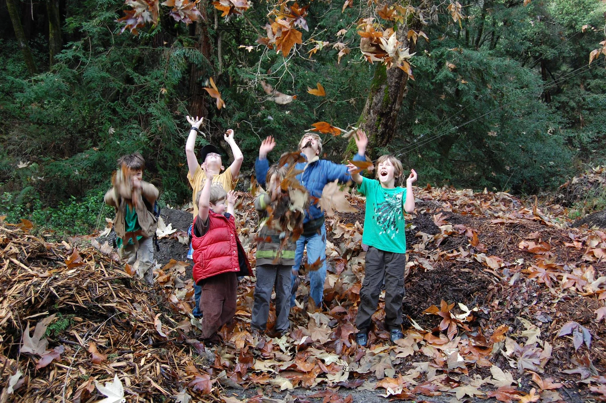leaves.jpg