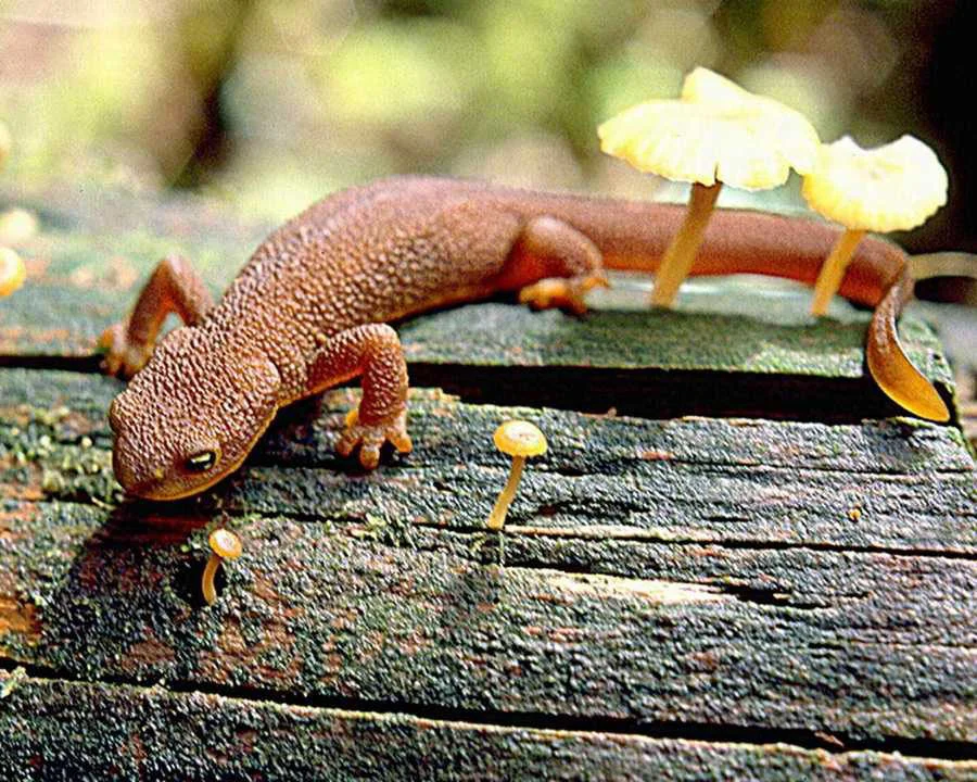 RealNewt.JPG
