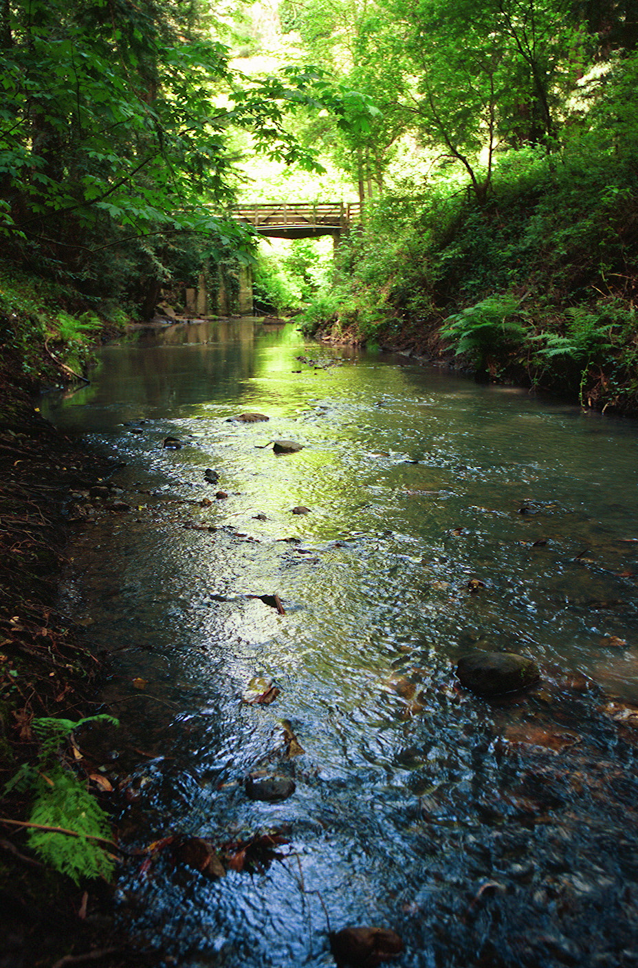 Creek3 (1).jpg