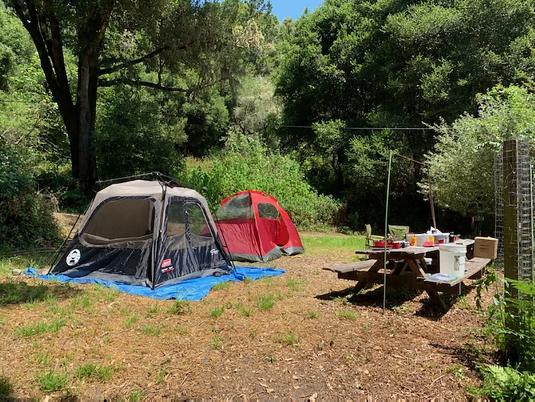 Diy Family Camp A Hit Web Of Life Field Wolf School
