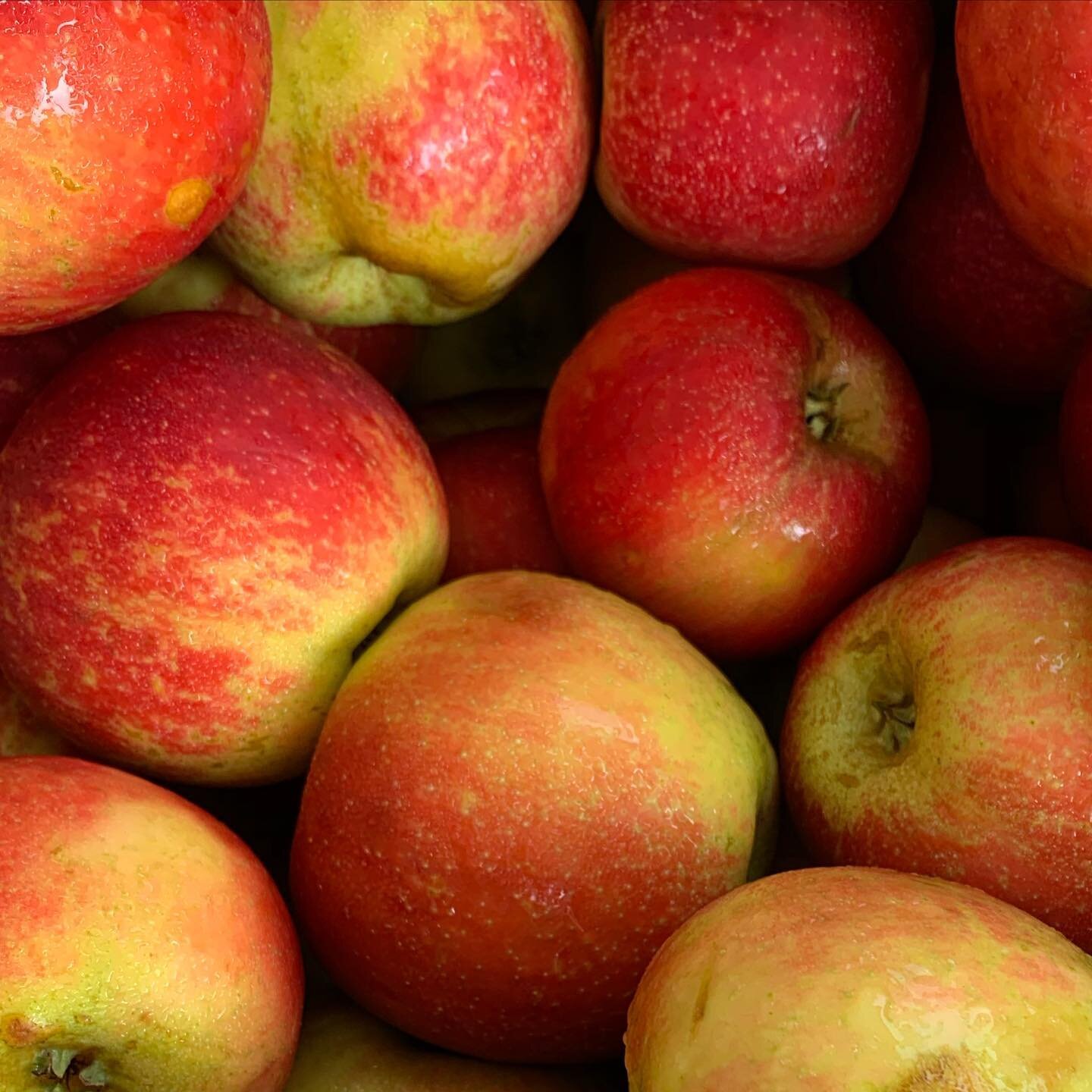 Lots of seasonal offerings at Oakhurst Farmers market today! Come grab some goodies to usher you into fall. #fall #atl #atlanta #fallinatltanta #decatur #oakhurst #oakhurstfarmersmarket #apples #elderberry #pumpkin #gourds #marketday #farmersmarket