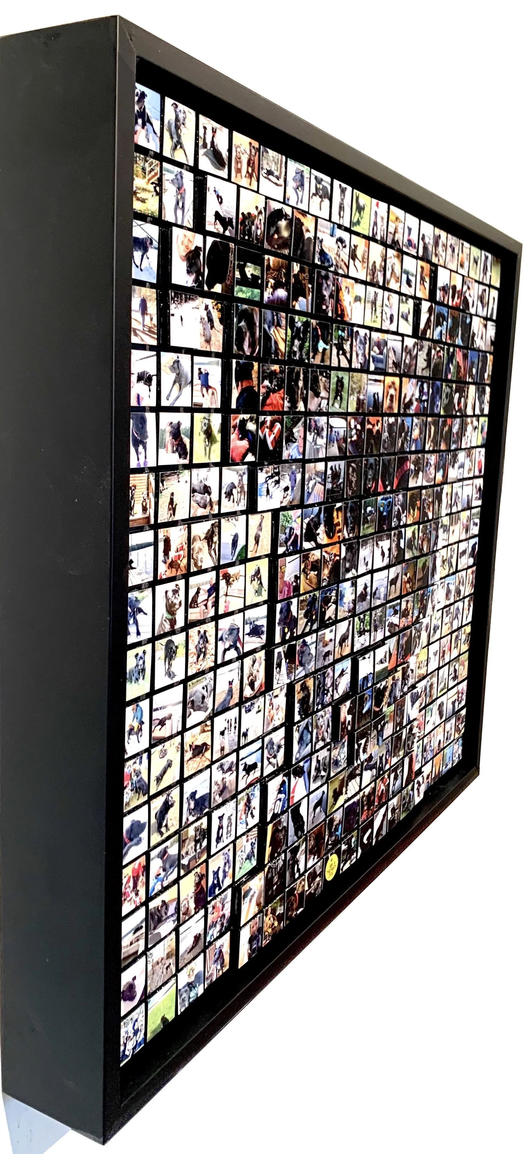 07_01_22_VaderDogMosaic_03.jpg