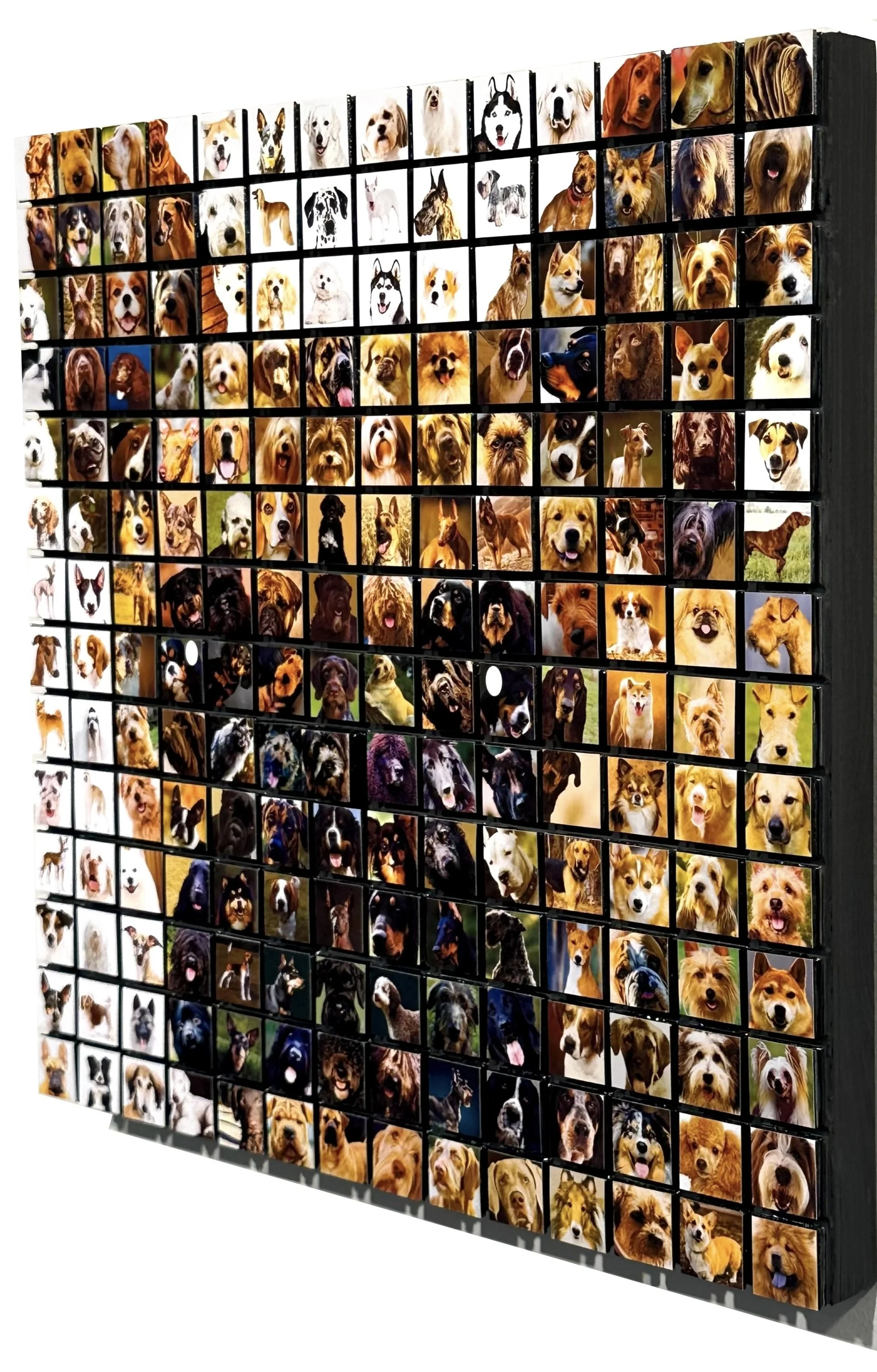 10_15_25_Dog Breed_Frenchie_04.jpg